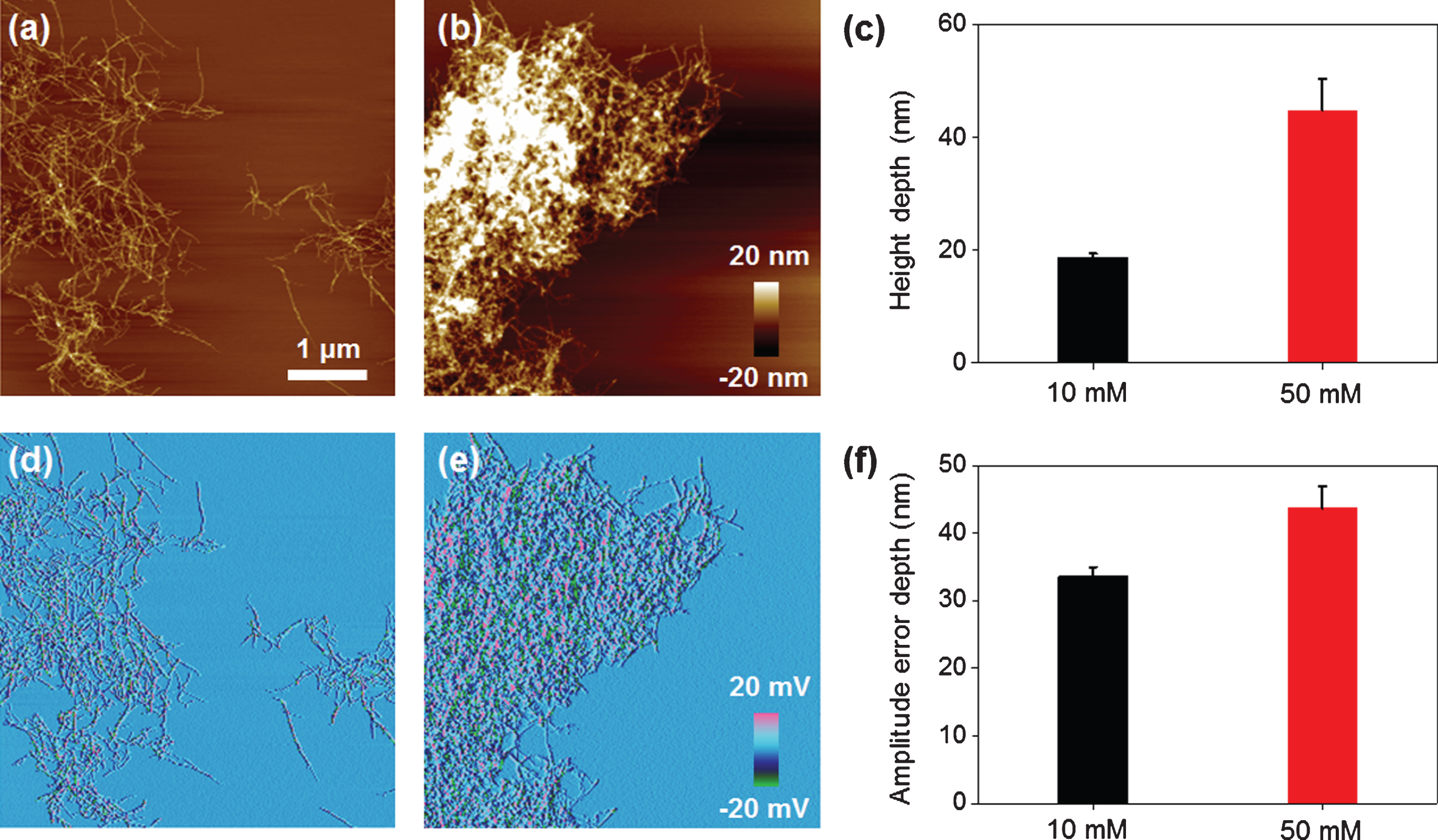 Characterization of structural information of re-formed Aβ aggregates depending on EPPS treatment by using AFM images. Topological images of Aβ aggregates by (a) 10 and (b) 50 mM EPPS treatment for 1 day. (c) Average height depth of Aβ aggregates. Amplitude error images of Aβ aggregates by (d) 10 and (e) 50 mM EPPS treatment for 1 day. (f) Average amplitude error depth of Aβ aggregates.