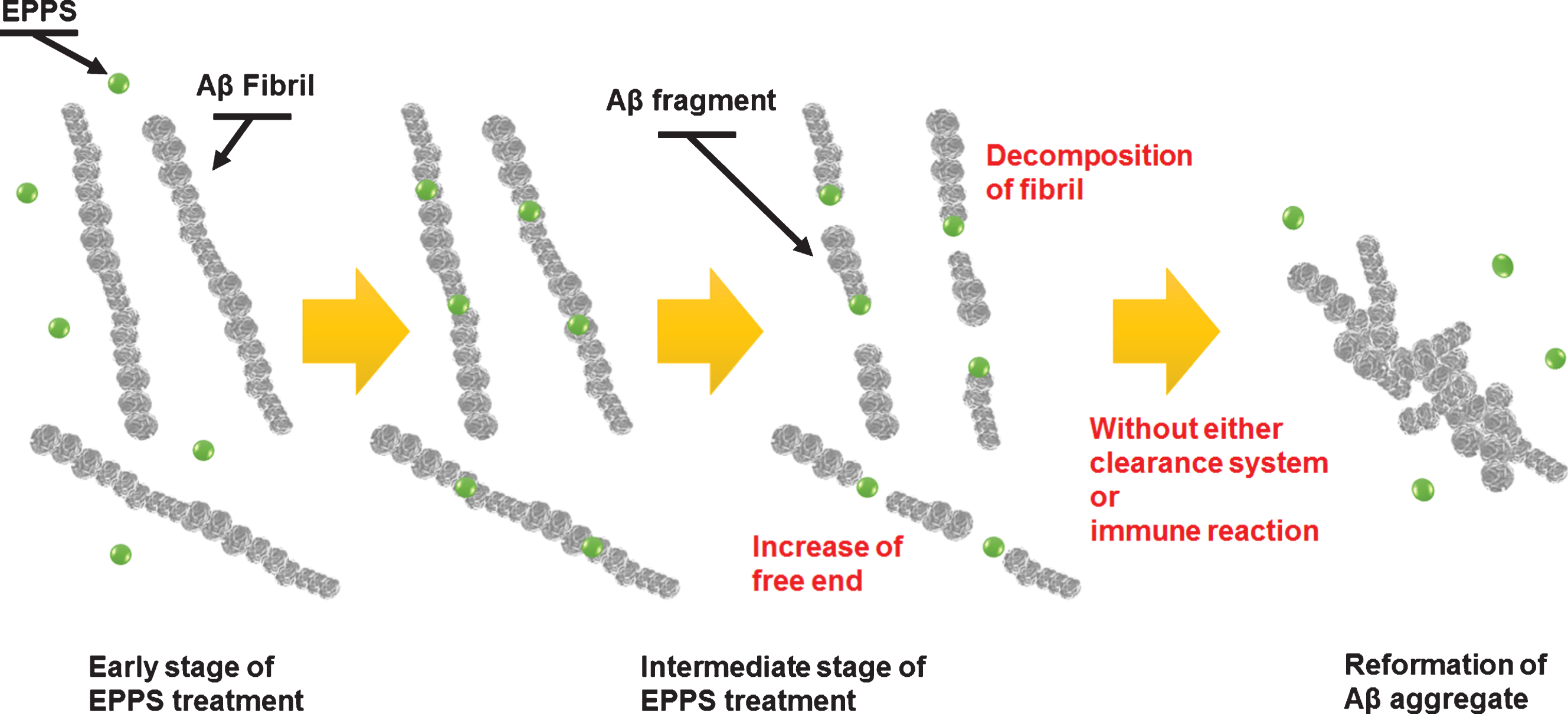 Schematic diagram of our proposed model describing the mechanism of degradation and reformation of Aβ aggregates.