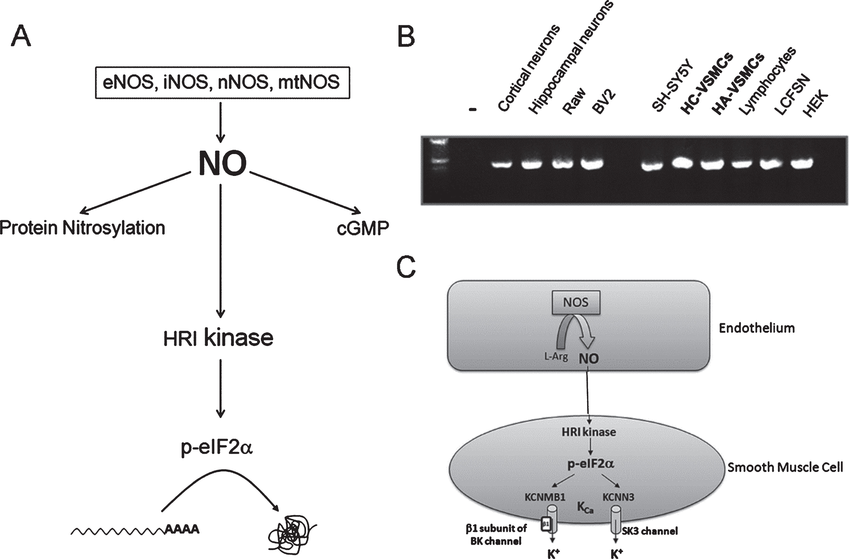Heme-regulated eIF2α-kinase (HRI) activation by nitric oxide (NO) (A), HRI mRNA expression in different cellular types (B), and hypothetical model for NO/HRI-induced translational activation of cationic channels at the vascular wall (C). A) Diagram depicting NO-mediated signaling, including HRI kinase activation. HRI kinase activation by nitric oxide may constitute a third branch of NO-mediated intracellular signaling, by which translation initiation in uAUG-bearing transcripts becomes facilitated. B) Profile of HRI mRNA expression in different cellular types. HRI mRNA expression was detected in all the cellular types assayed, including human aortic vascular smooth cells (HA-VSMCs) and human cerebral vascular smooth cells (HC-VSMCs). (–), negative control without input RNA. C) Hypothetical model for NO/HRI-induced translational activation of cationic channels at the vascular wall. After NO is synthesized in the endothelial cells, it diffuses to the adjacent VSMC where, theoretically, it could activate the VSMC-resident HRI kinase; this would in turn facilitate the translation of uAUG-bearing transcripts such as those coding for the β1 subunit of the BK channel (KCNMB1), and the SK3 channel (KCNN3), respectively. Both cationic channels depicted in the figure (KCNMB1 and KCNN3) are calcium activated potassium channels (K
Ca). eNOS, endothelial nitric oxide synthase; nNOS, neuronal nitric oxide synthase; mtNOS, mitochondrial nitric oxide synthase; iNOS, inducible nitric oxide synthase; Cell lines: Raw, macrophages; BV2, microglia; SH-SY5Y: human neuroblastoma; LCFSN: traqueal epithelial. Primers used for semi-quantitative RT-PCR amplification: AGGAACAAGCGGAGCCG(mHRI_F); CCGACCAGTCCTTACGCC (mHRI_R). [446 bp amplicon].