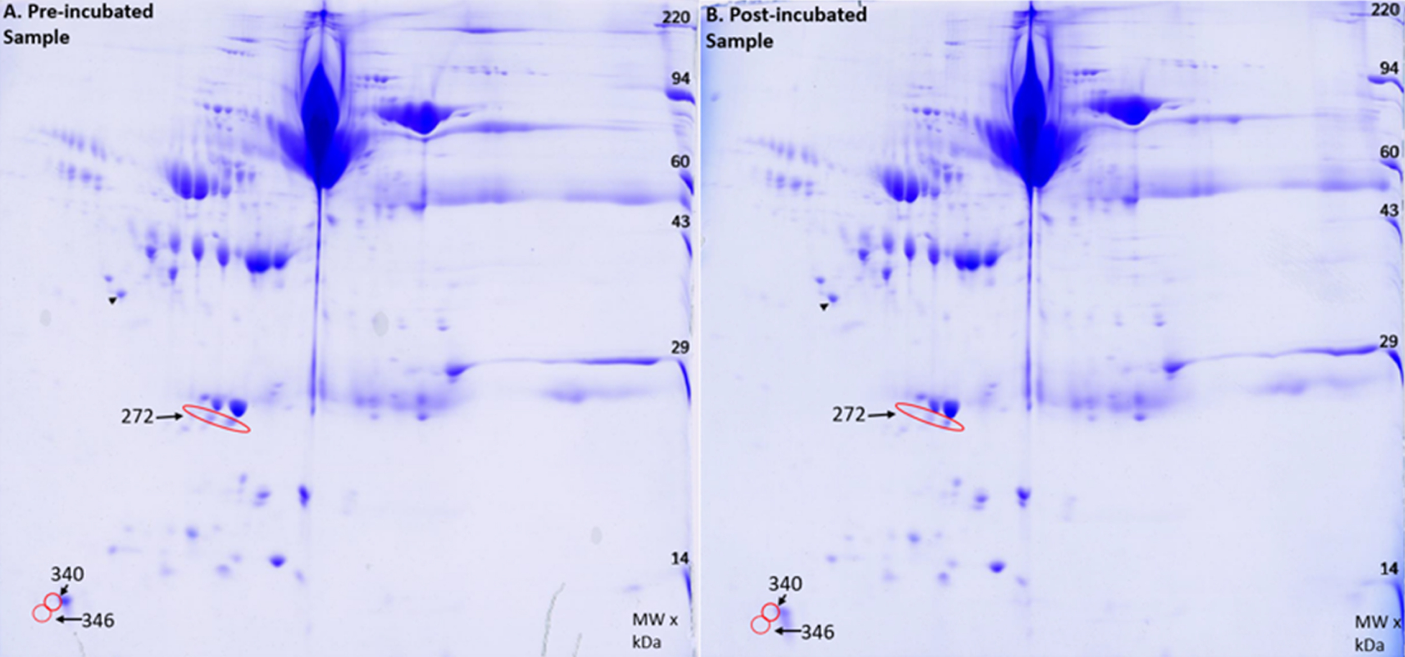 2D gel image of A) Pre-incubated sample and B) the Post-incubated sample. Red circles indicate decreases in protein found in the post incubated sample. The black arrow points to an internal loading control.