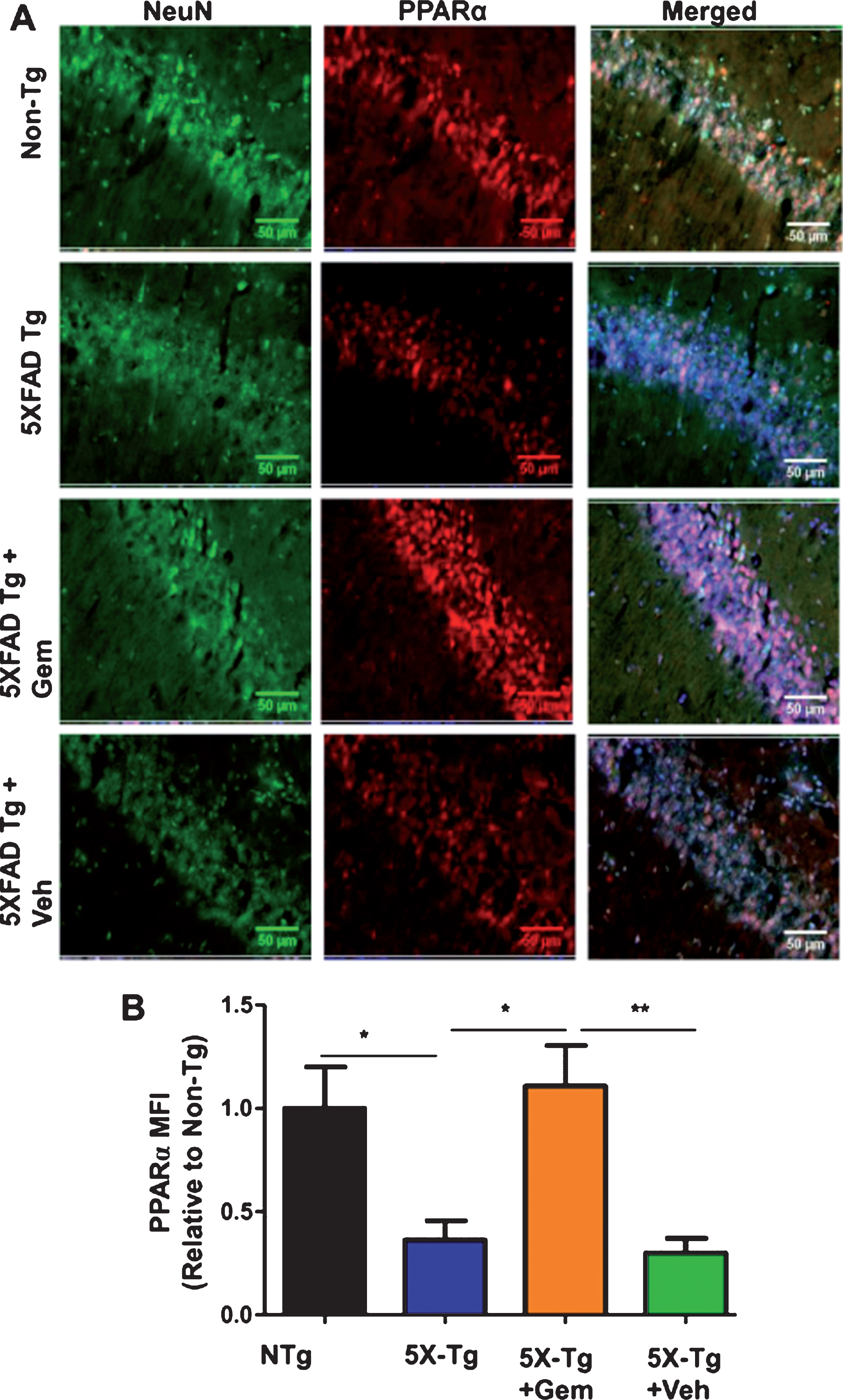 Oral gemfibrozil increases the level of PPARα in the hippocampus of 5XFAD mice. Six month old 5XFAD mice (n = 6) were treated with gemfibrozil (7.5 mg/kg/day) or vehicle (0.1% methylcellulose) for 1 month followed by double-labeling of hippocampal sections for NeuN and PPARα (A). Scale bar = 50μm. Mean fluorescence intensity (MFI) of PPARα (B) was calculated from two sections (one image/section) of each of six mice per group. All data are represented as fold change (mean±SEM) with respect to the non-transgenic. One way ANOVA followed by Tukey’s multiple comparison test was used for statistical analysis;  *p <  0.05,  **p <  0.01.