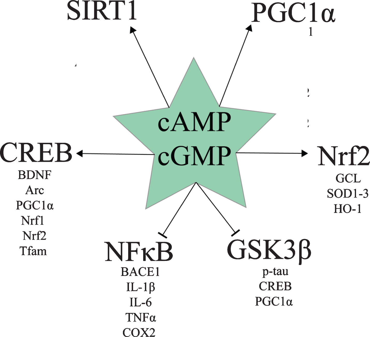 Downstream targets of cAMP and cGMP signaling relevant to AD.