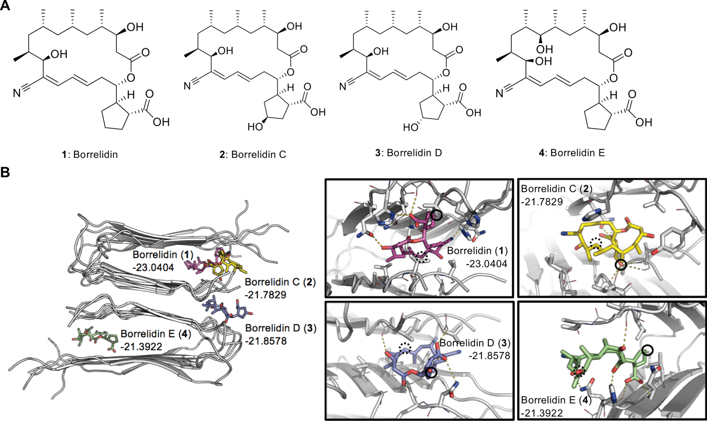 Docking simulation of borrelidins. A) Chemical structures of borrelidin (1) and borrelidins C-E (2–4) and (B) binding simulation of each compound to Aβ aggregates in docking model.