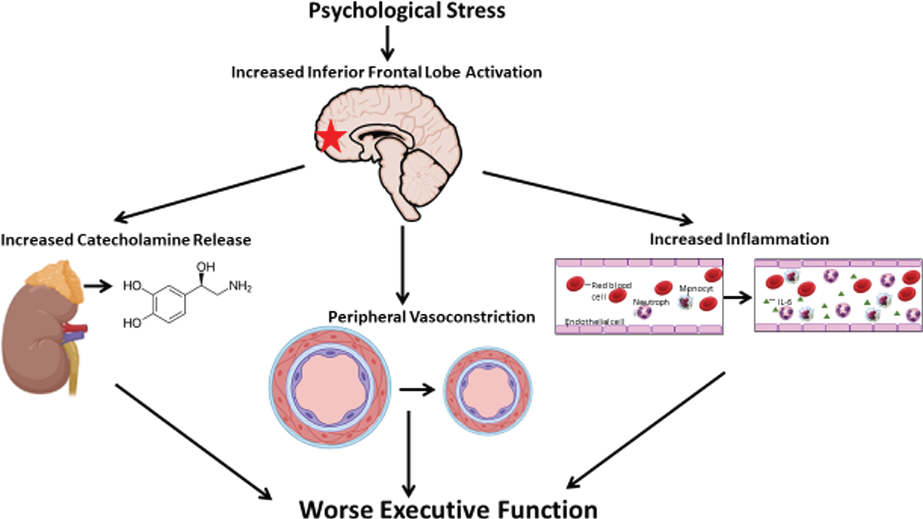 A model of acute psychological stress leading to executive function impairment. Mental stress-induced inferior frontal lobe activation is directly associated with worse executive function. Greater peripheral vasoconstriction, higher norepinephrine and interleukin-6 release to MS partly mediates the relationship between inferior frontal lobe activation and worse executive function.