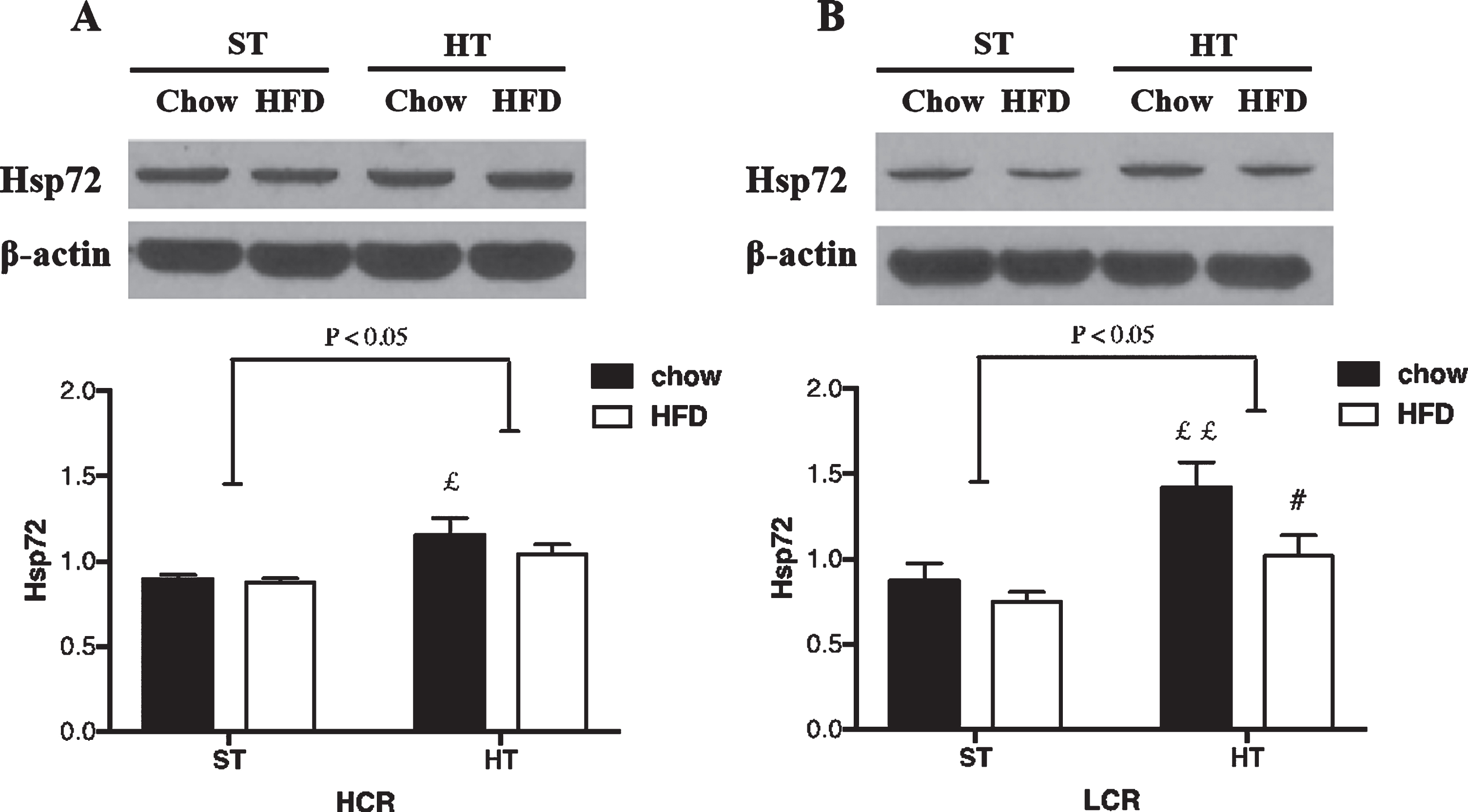 HSP72 expression in (A) HCR and (B) LCR rat hippocampus following HT. Rats were fed a chow diet or 3-day HFD and received either a single in vivo sham (37°C) or heat (41°C) treatment. Black bars represent chow diet and white bars represent a 3-day HFD. Values are expressed as mean±SE. N = 5-6 rats per group. #p < 0.05, # #p < 0.01 denotes significant difference from chow diet versus HFD within treatments (post hoc). £p < 0.05, ££p < 0.01 denotes significant difference from HT versus sham treatment within diets (post hoc).
