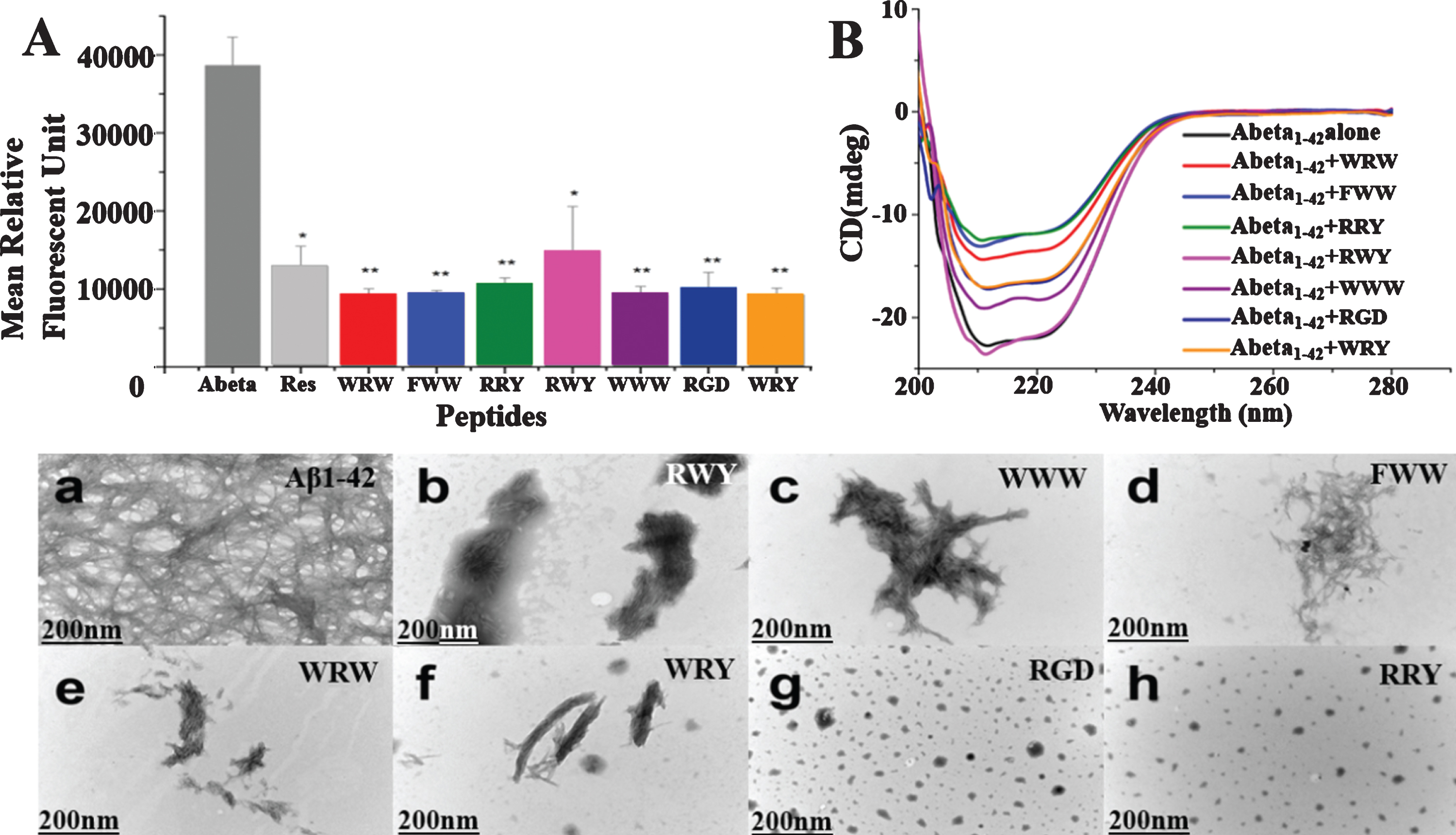 Small peptides inhibit Aβ1–42 aggregation in vitro. A) Inhibition of Aβ1–42 (2.5μM) aggregation by the 7 small peptides with resveratrol as a reference. The measurements were carried out by ThT fluorescence at 485 nm in presence of 2.5μM compounds including Resveratrol, WRW, FWW, RRY, RWY, WWW, RGD, and WRY. Most of the small peptides had higher inhibition of Aβ1–42 aggregation than the reference compound resveratrol. The mean relative fluorescence unit of Aβ1–42 and Aβ1–42 incubated with the compounds were statistically different. The values were the means±S.E.M (*p < 0.05; **p < 0.01, n = 6). B) CD spectroscopy showed less β-sheet structure formation signal in the peptide-Aβ complexes. Aβ1–42 (5μM) samples were incubated at 37°C for 48 h alone (black line) or in the presences of RWY (5μM) (light purple), WWW (5μM) (dark purple), RGD (5μM) (dark blue), WRY (5μM) (orange), WRW (5μM) (red), FWW (5μM) (light blue), or RRY (5μM) (green), respectively. In lower panel, small peptides inhibit the aggregation of Aβ1–42 under negative stains TEM. Samples were dissolved (25μM) and incubated at 37°C for 48 h. a) Aβ1–42 peptide alone. Long linear Aβ1–42 fibrils were shown. The fibrils compact in parallel bundles and intercross with each other, forming radial nucleation center, which was shown with arrowheads. b-h) Aβ1–42 treated with small peptides. Only a few short fibrils (b, c, d, e, f) or amorphous aggregates (g, h) are seen. Fibrils and amorphous were also shown with arrowheads. Scale bar = 200 nm.