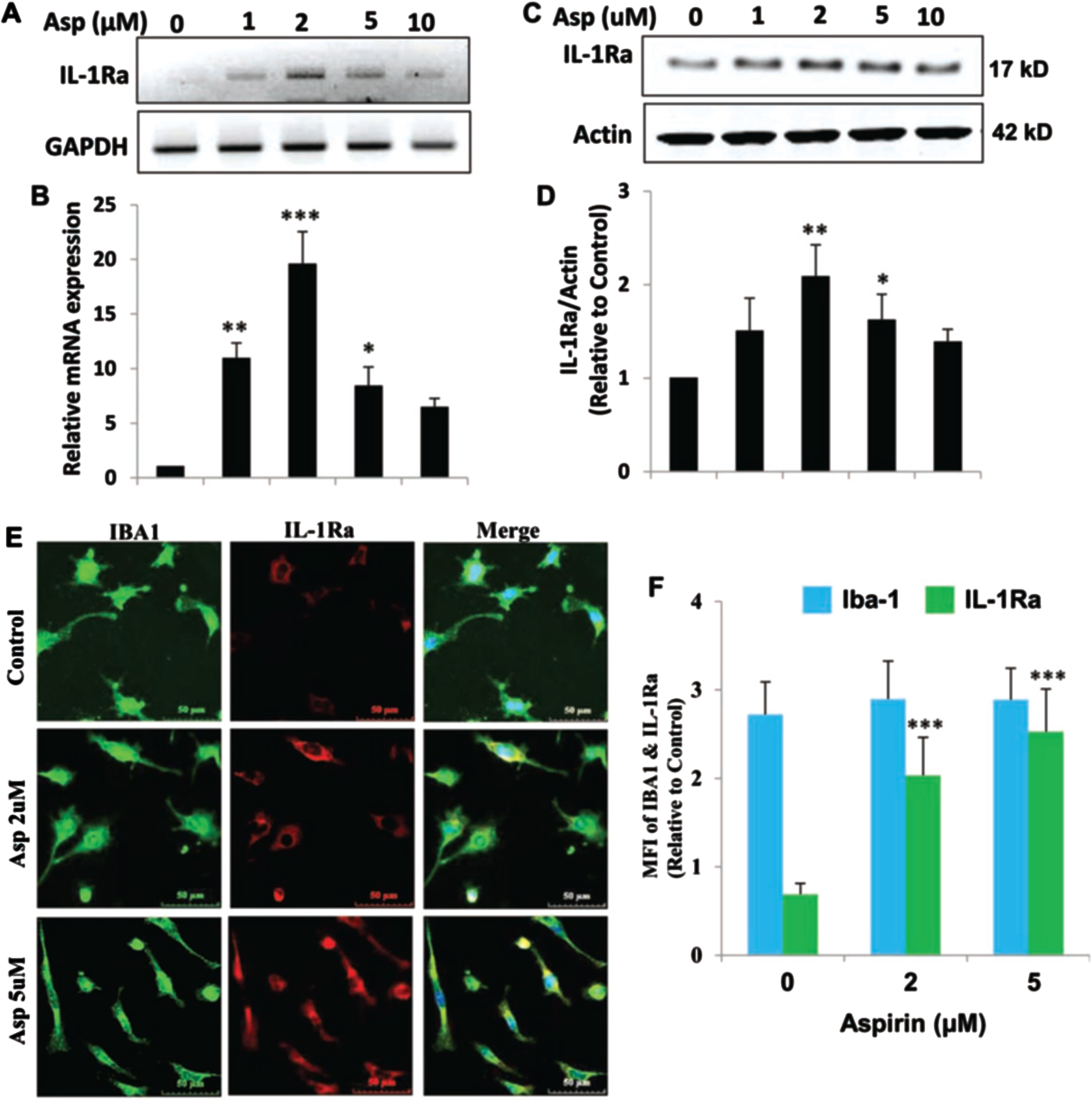 Aspirin upregulates IL-1Ra in mouse BV-2 microglial cells. A, B) BV-2 cells were treated with 1, 2, 5, and 10μM of aspirin for 2 h under serum-free condition. An increase in IL-1Ra mRNA was significant with p < 0.001 by one-way ANOVA. C, D) An increase in IL-1Ra protein by aspirin was significant at 2μM with p < 0.01 by one-way ANOVA. E, F) Immunostaining and quantification of IL-1Ra showed significance at the p < 0.001 level with 2 and 5μM aspirin by one-way ANOVA. On the other hand, no change in Iba-1 was observed at these doses of aspirin. Results are mean±SEM of three experiments. *p < 0.05, **p < 0.01 and ***p < 0.001.