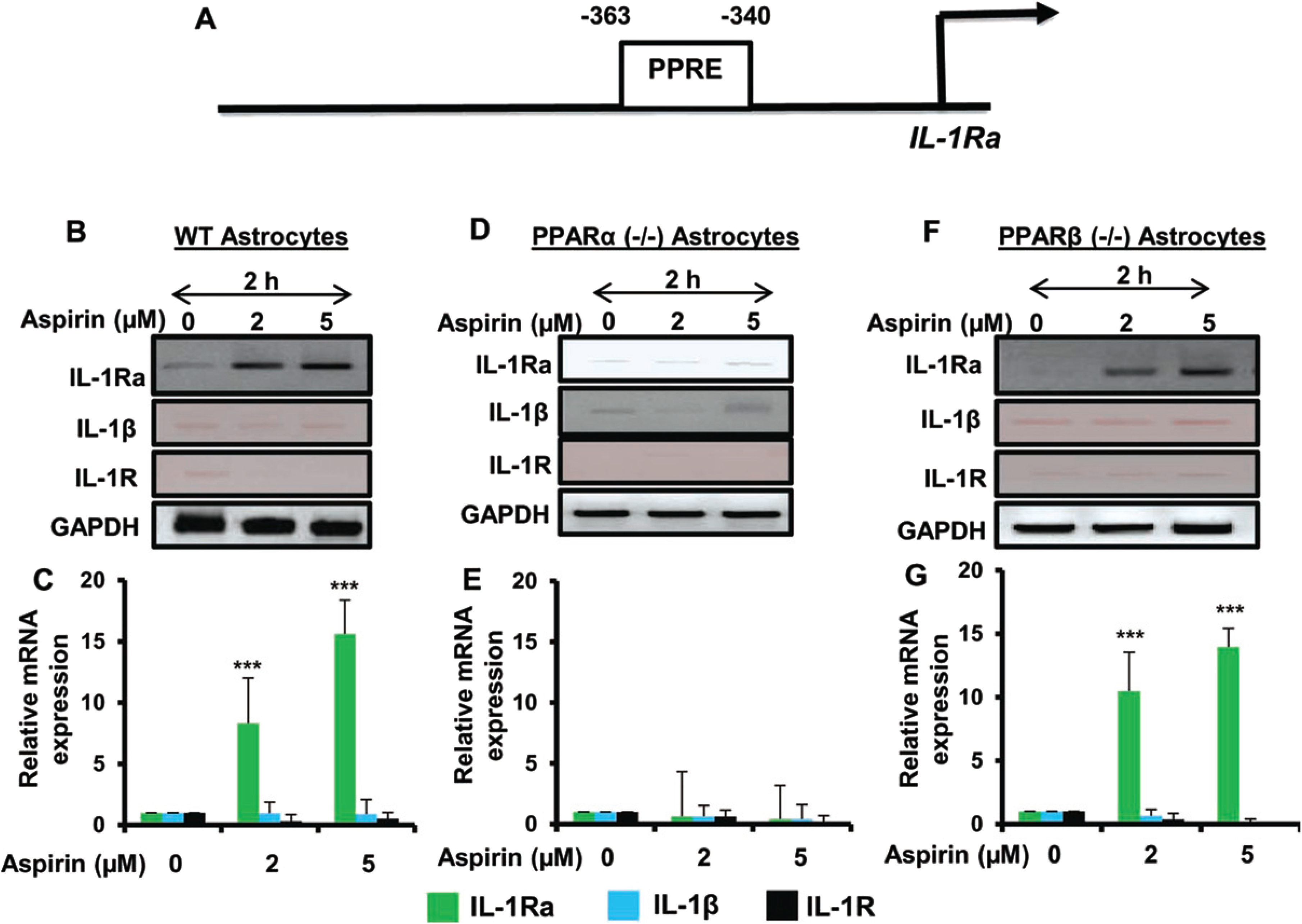 Aspirin-mediated increase in IL-1Ra mRNA is dependent on PPARα, but not PPARβ. Map of the IL-1Ra gene promoter harboring two PPREs at –363 to –340 bp (A). Cultured primary mouse astrocytes from wild type, PPARα–/– and PPARβ–/– treated with increasing doses of aspirin (2 and 5μM) show increasing induction of IL-1Ra mRNA in wild type and PPARβ–/–, but not PPARα–/–, astrocytes (B-G). Additionally, there were no significant changes in levels of IL-1β or IL-1R mRNA. Results are mean±SD of three experiments. *p < 0.05, **p < 0.01 and ***p < 0.001 by one-way ANOVA.