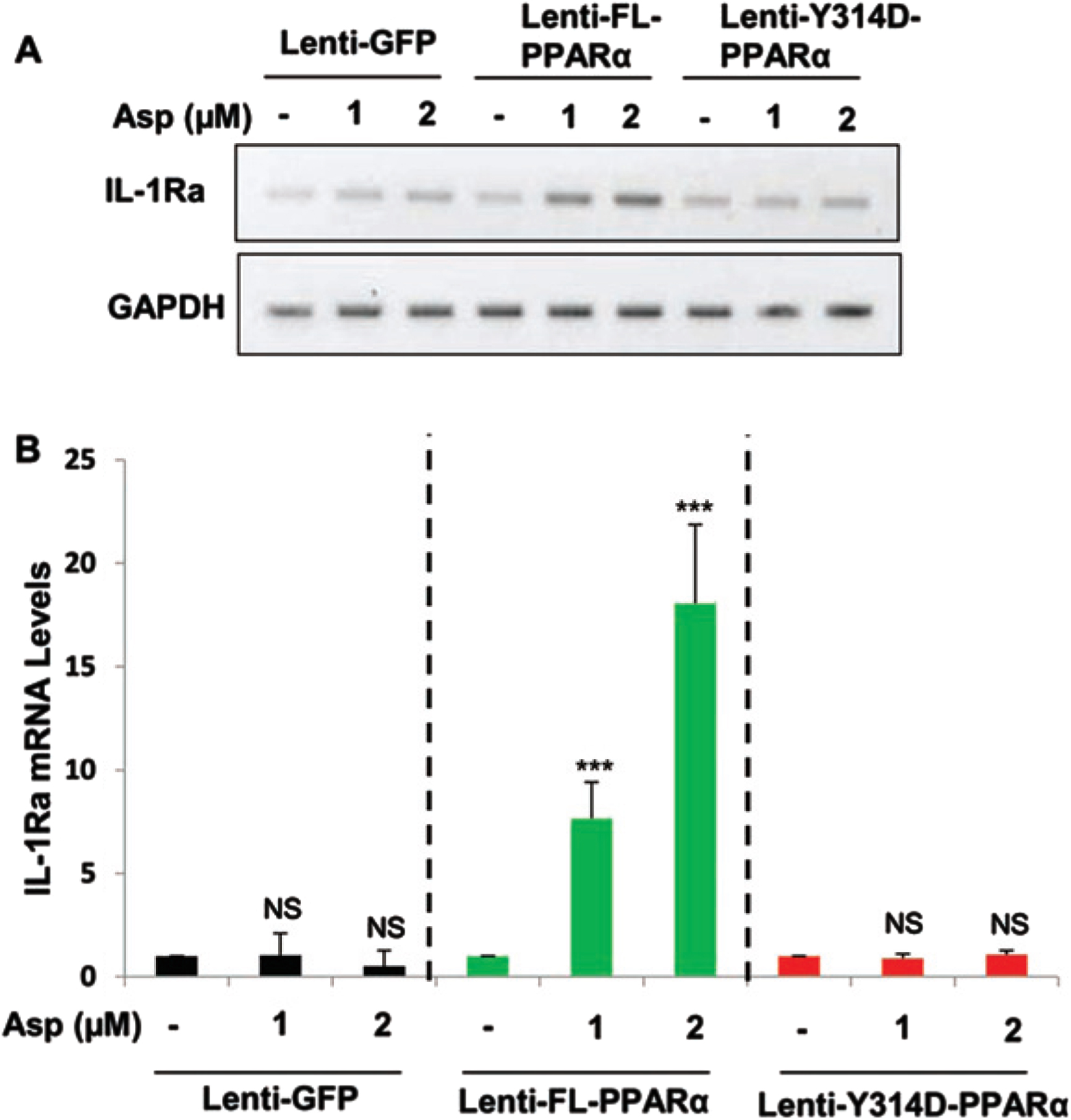 Aspirin induces IL-1Ra in PPARα null mouse astrocytes transduced by full length PPARα, but not Y314D mutated PPARα. PPARα-null mouse astrocytes were transduced with lentivirions containing GFP (vector), FL-PPARα, and Y314D- PPARα for 48 h followed by treatment with 1 and 2μM Aspirin for 2 h. Then check the mRNA expression in aspirin treated PPARα -null astroglial cell transduced with lentivirions containing FL-PPARα (FL-PPARα) and Y314D- PPARα. A, B) An increase in IL-1Ra, mRNA was significant in FL-PPARα transduced astrocytes with p < 0.001, but not lentivirions containing GFP or Y314D-PPARα. Significance of mean between control and aspirin-treated cells was analyzed by a two-tailed paired t-test.