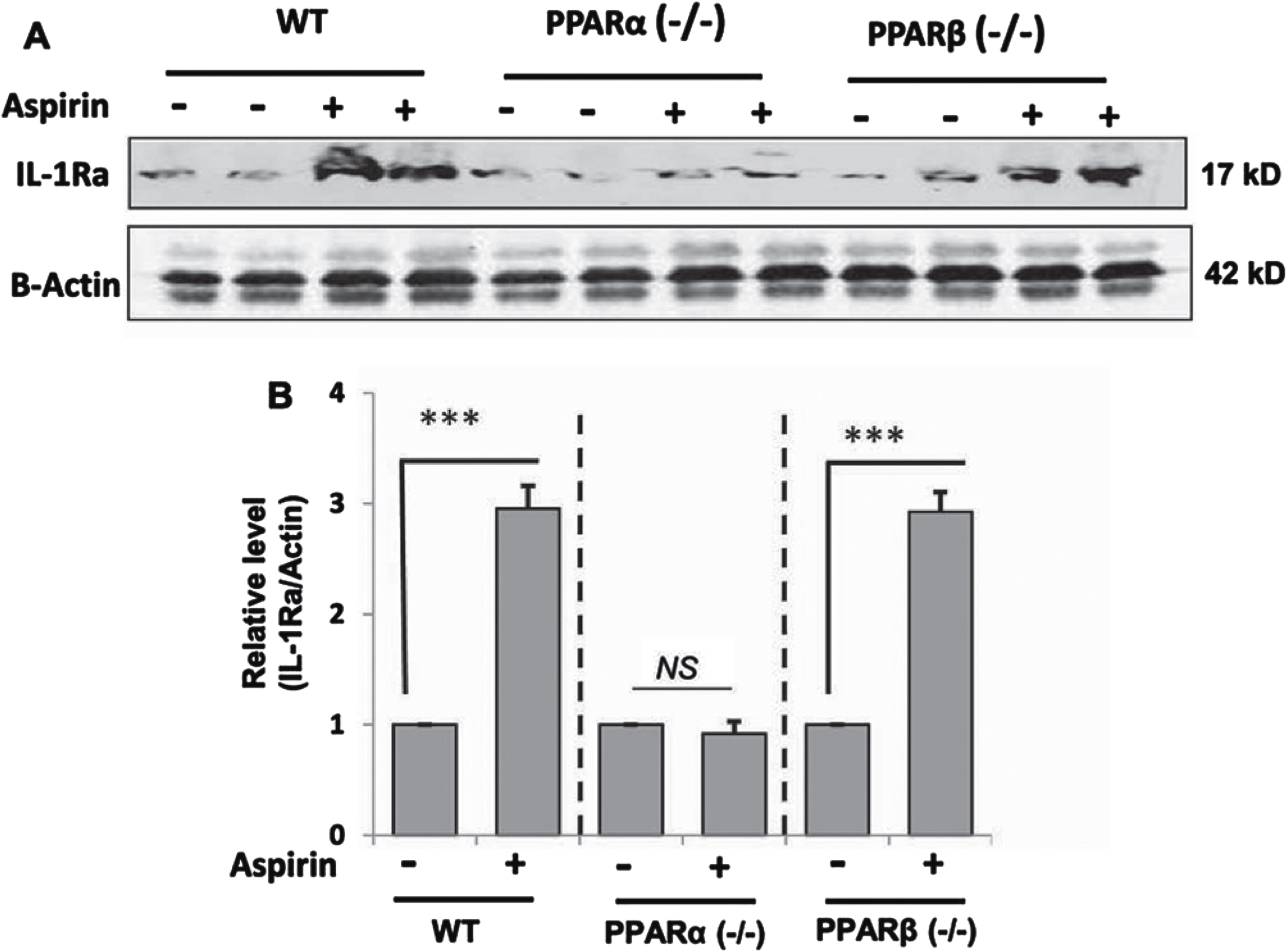 Oral aspirin increases IL-1Ra protein in vivo in the cortex via PPARα. WT, PPARα–/–, and PPARα–/– mice (n = 6 in each group; 8–10 week old) were treated with aspirin (2 mg/kg/day) orally for 7 days via gavage followed by monitoring the protein level of IL-1Ra in the cortex by western blot (A). Actin was run as a loading control. Bands were scanned and values (IL-1Ra/Actin) presented as relative to untreated control in each group (B). Results are mean±SEM of six mice per group. ***p < 0.001; NS, not significant. Significance of mean between control and aspirin-treated groups was analyzed with a two-tailed paired t-test.