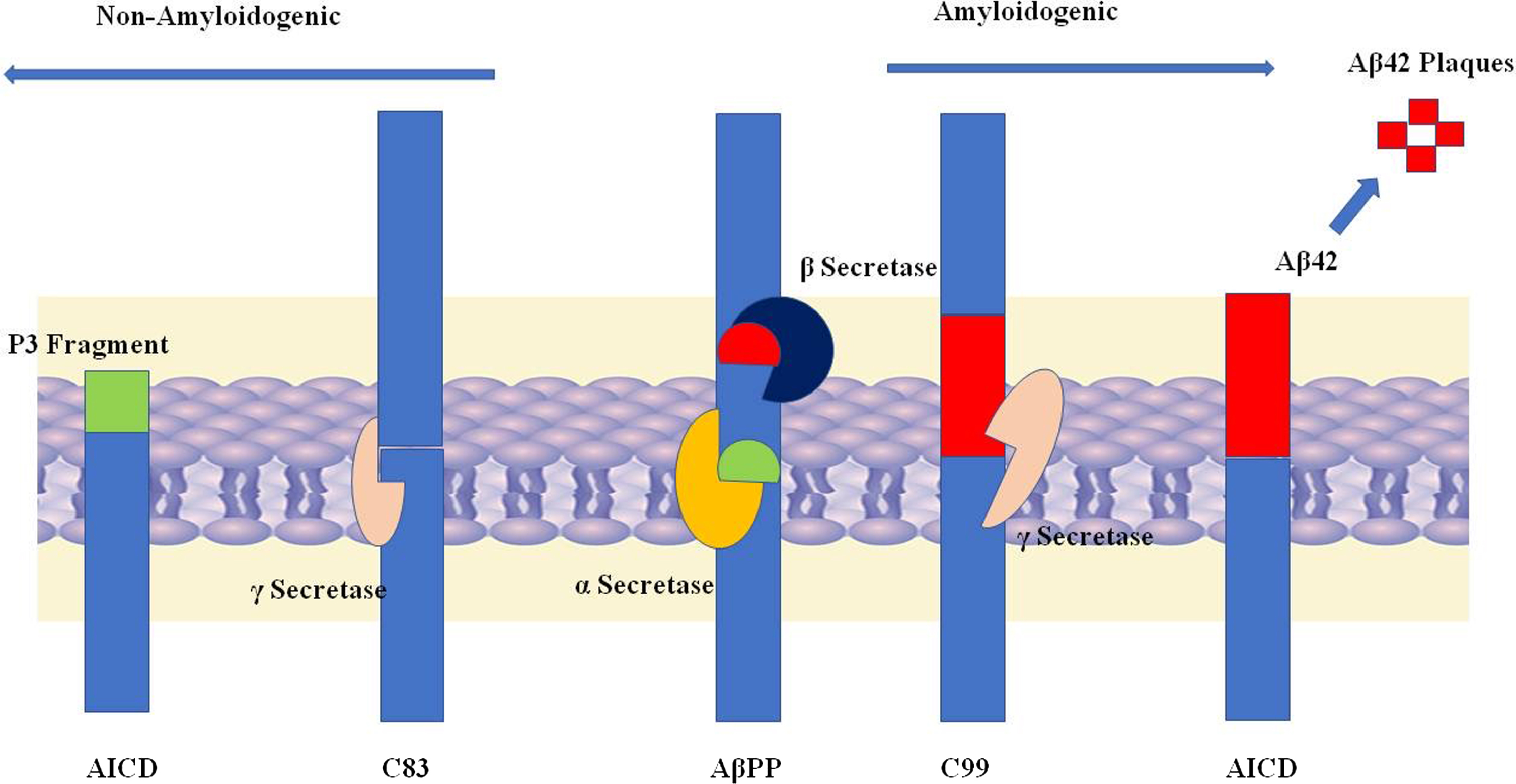 In most of the cases, AβPP undergoes non-amyloidogenic processing through a consecutive cleavage by α- and γ-secretase. The α-secretase cleaves 639 amino acids longer AβPP into 83 amino acid fragments. γ-secretase further processes those fragments and generates a P3 fragment which has a role in signal transduction [2]. Alternatively, in case of amyloidogenic processing the AβPP is firstly cleaved by β-secretase (BACE 1) and then by γ-secretase. The β-secretase at first generates 99 amino acid long fragments which are cleaved by γ-secretase further. In 90% cases 40 amino acids long, amyloid-β is generated which is harmless, but in rarest condition, 42 amino longer amyloid-β is formed whose accumulation becomes a triggering cause of a neurodegenerative disease, i.e., Alzheimer’s disease [8].