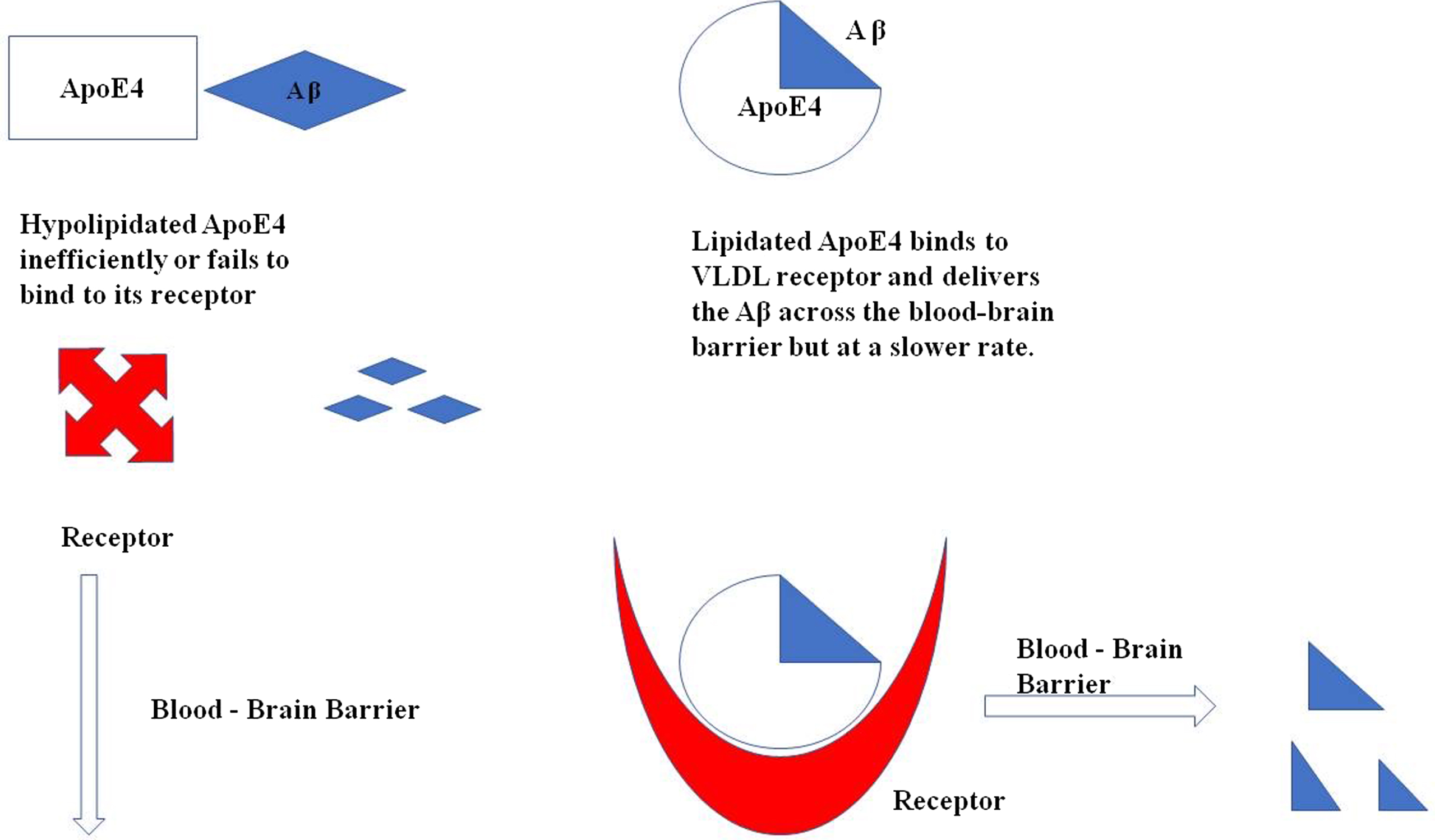 Illustration of ApoE4 binding with Aβ for its clearance across the blood-brain barrier. In a hypolipidated state ApoE4 fails to transport the Aβ across the cells as it does not bind to its receptor as efficiently as required, whereas the lipidated ApoE4 binds to its receptor VLDL and delivers the Aβ across the cells.