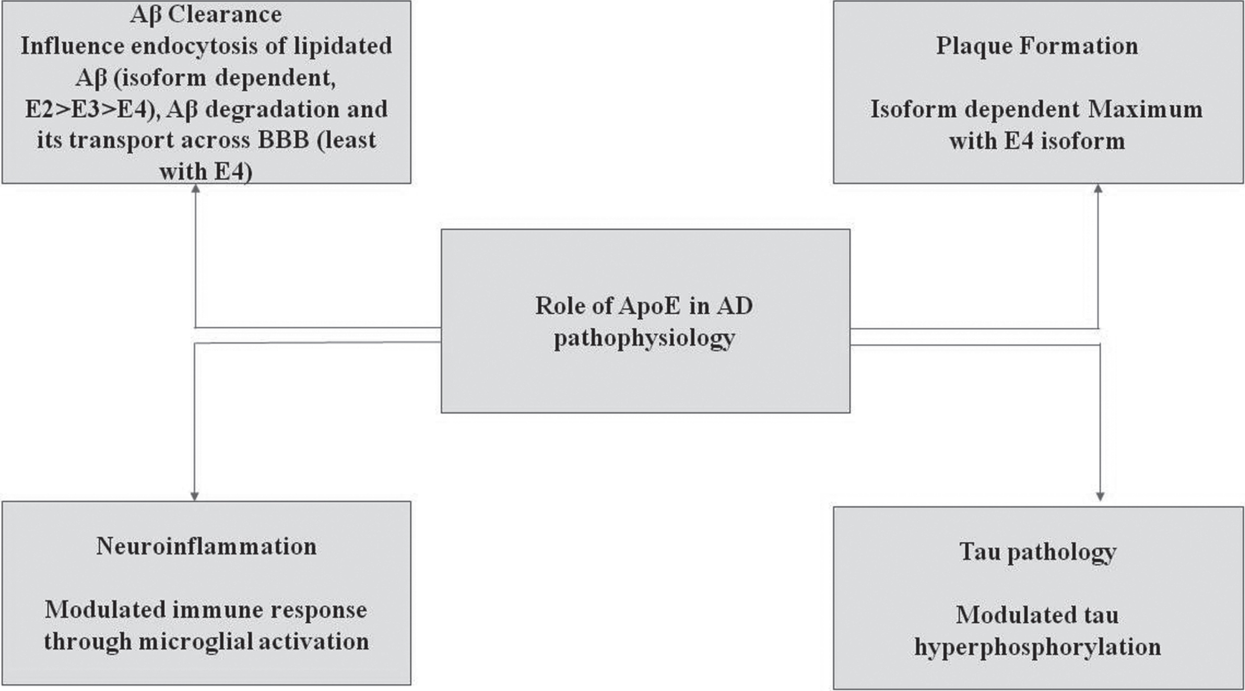 ApoE4 plays a key role in AD pathophysiology [24]. As mentioned above, ApoE4 is inefficient as compared to other isoforms in clearing Aβ. As ApoE4 fails to clear the accumulation and triggering the over-production of Aβ by increasing the activity of γ-secretase, it eventually leads to the formation of plaques. C) ApoE4 increases the neuroinflammation by elevating the production of cytokines through the microglial activation. D) ApoE4 also plays a significant role in inducing the hyperphosphorylation of tau through ERK activation.