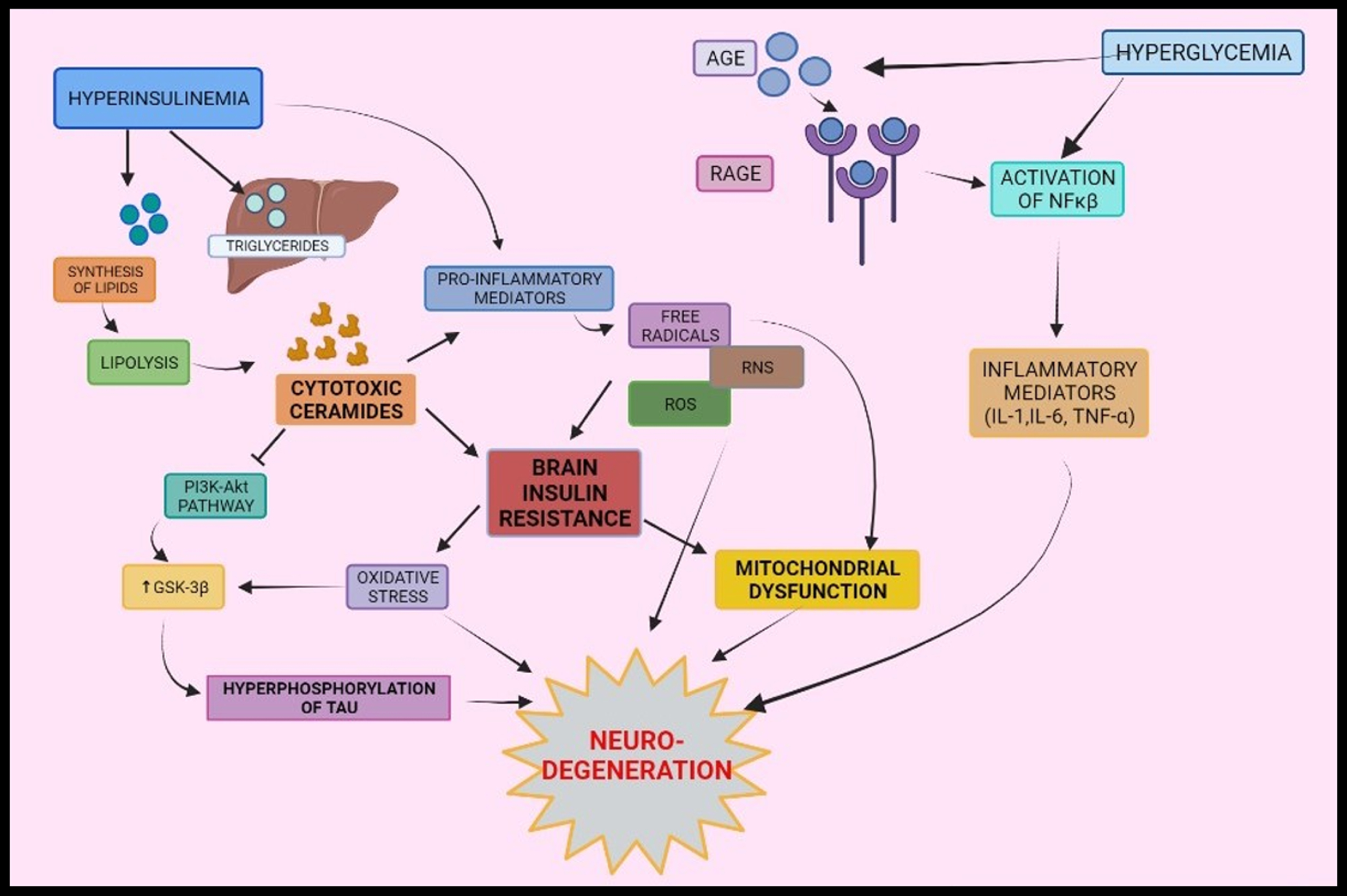 Interrelationship between type-2 diabetes mellitus and Alzheimer’s disease via oxidative stress, mitochondrial dysfunction, and inflammation: Peripheral insulin levels regulate synthesis and breakdown of lipids. Inflammatory mediators are formed by various pathways- activation of NF-κ
β via binding of AGE to its receptors, cytotoxic ceramides formed as a result of lipolysis and peripheral insulin levels. Formations of inflammatory mediators elicit a series of responses that leads to brain insulin resistance and oxidative stress and mitochondrial dysfunction and results into neurodegeneration. AGE, Advanced glycated end products; RAGE, Receptors of AGE; NF-κ
β, Nuclear factor kappa β.