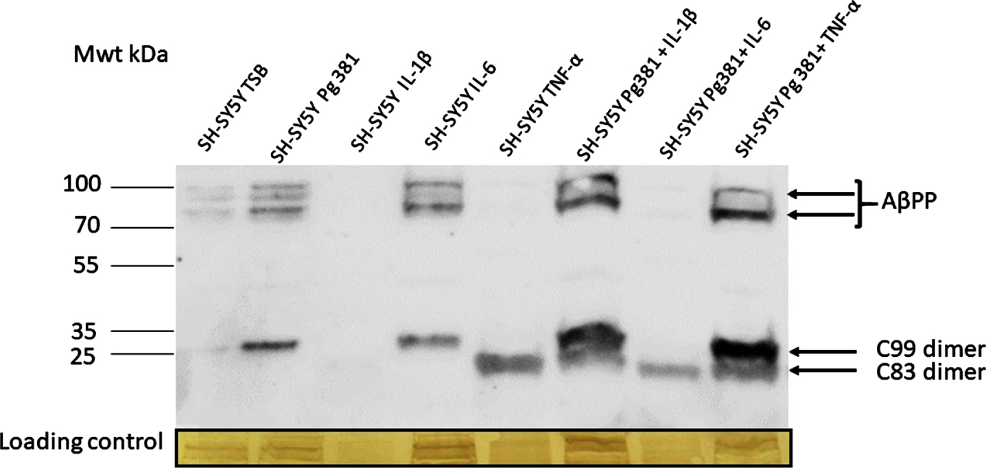  Representative western blot chemi doc image (A) from rabbit anti-AβPP C-terminal antibody; and related densitometry of bands from C99 (B) and C83 (C). A) Immunoblot of the cell lysate with anti-AβPP C-terminal antibody. Distinct bands around the 100 kDa molecular weight size corresponding to AβPP in lanes with the prefix SH-SY5Y and then TSB, Pg381, IL-6, Pg381 + IL-1β, and Pg381 + TNF-α. The low molecular bands correspond to the AβPP C99 fragment in the Pg381 treated group, IL-6 and significantly more intensely with Pg381 + IL-1β and Pg381 + TNF-α. The AβPP C83 band is in lanes TNF-α and with Pg381 + IL-1β, Pg381 + IL-6, and Pg381 + TNF-α.