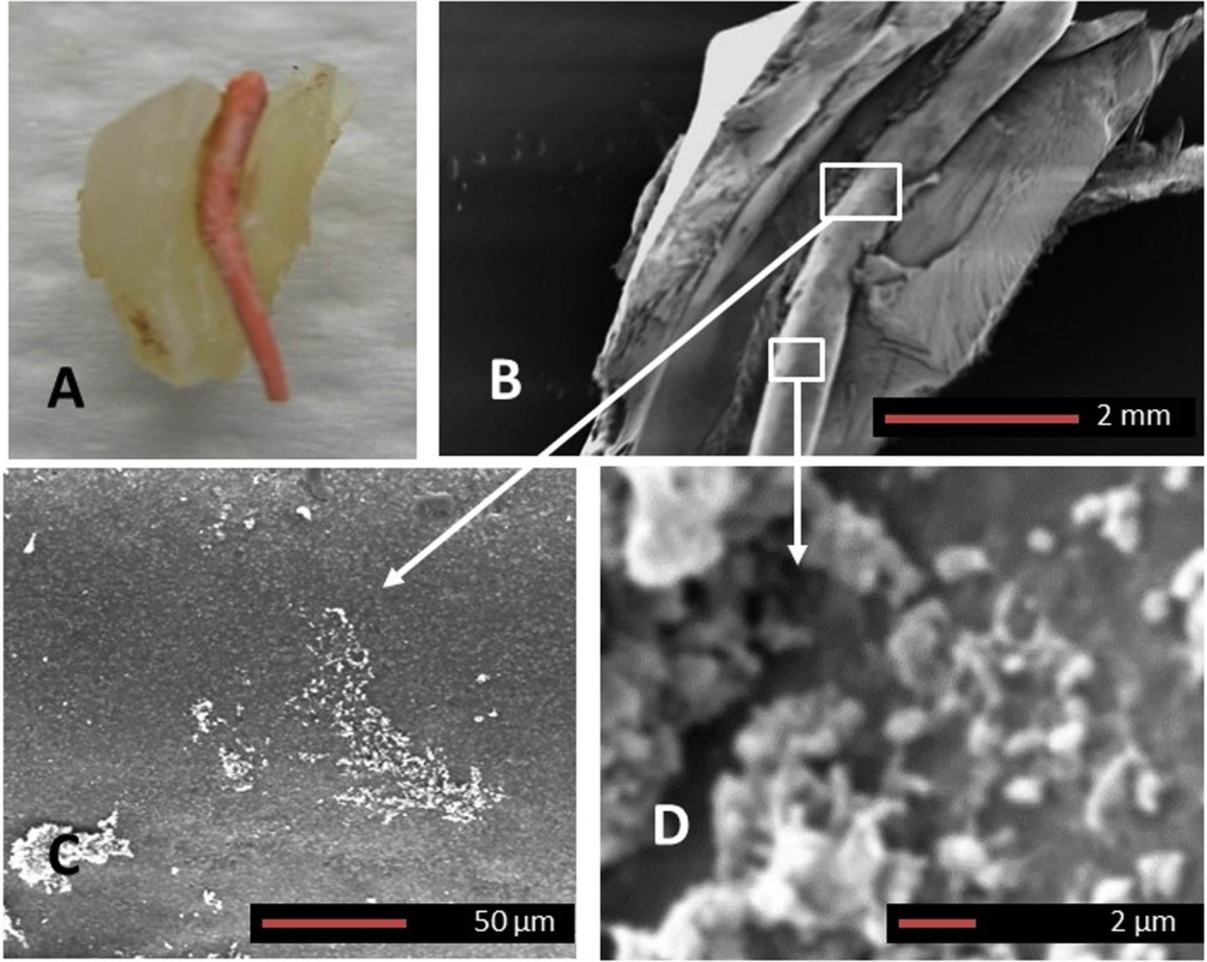 Gutta percha biofilm SEM. A) Macroscopic image of an extracted human tooth with a history of failed root canal treatment which was sectioned longitudinally exposing the intact gutta percha. B) SEM image of the gutta percha within the root canal. Higher magnifications of the white squares in B, demarcated by arrows are shown in C and D. Panels C and D confirm the presence of an early biofilm formation on the gutta percha (Magnifications as per micron bar).