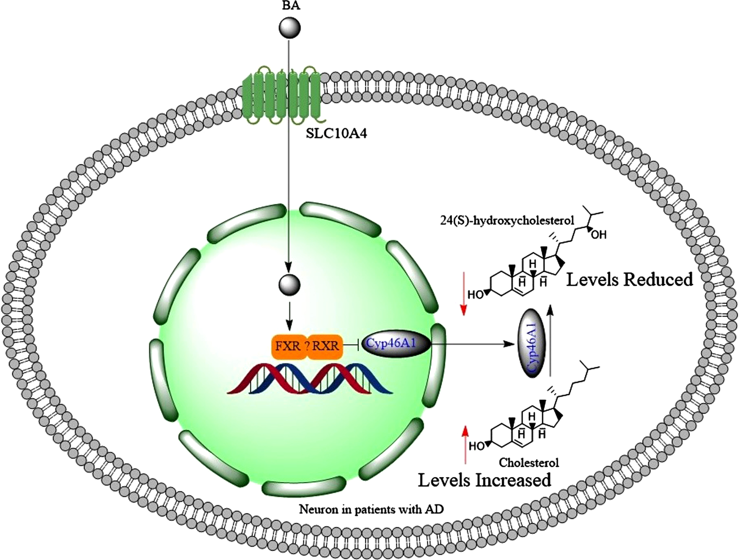 When bile acids find their ways into the neurons, then they activate FXR and possibly RXR, which collectively reduce the expression of Cyp46A1 leading to accumulation of cholesterol and reduced brain levels of 24(S)-hydroxycholesterol.