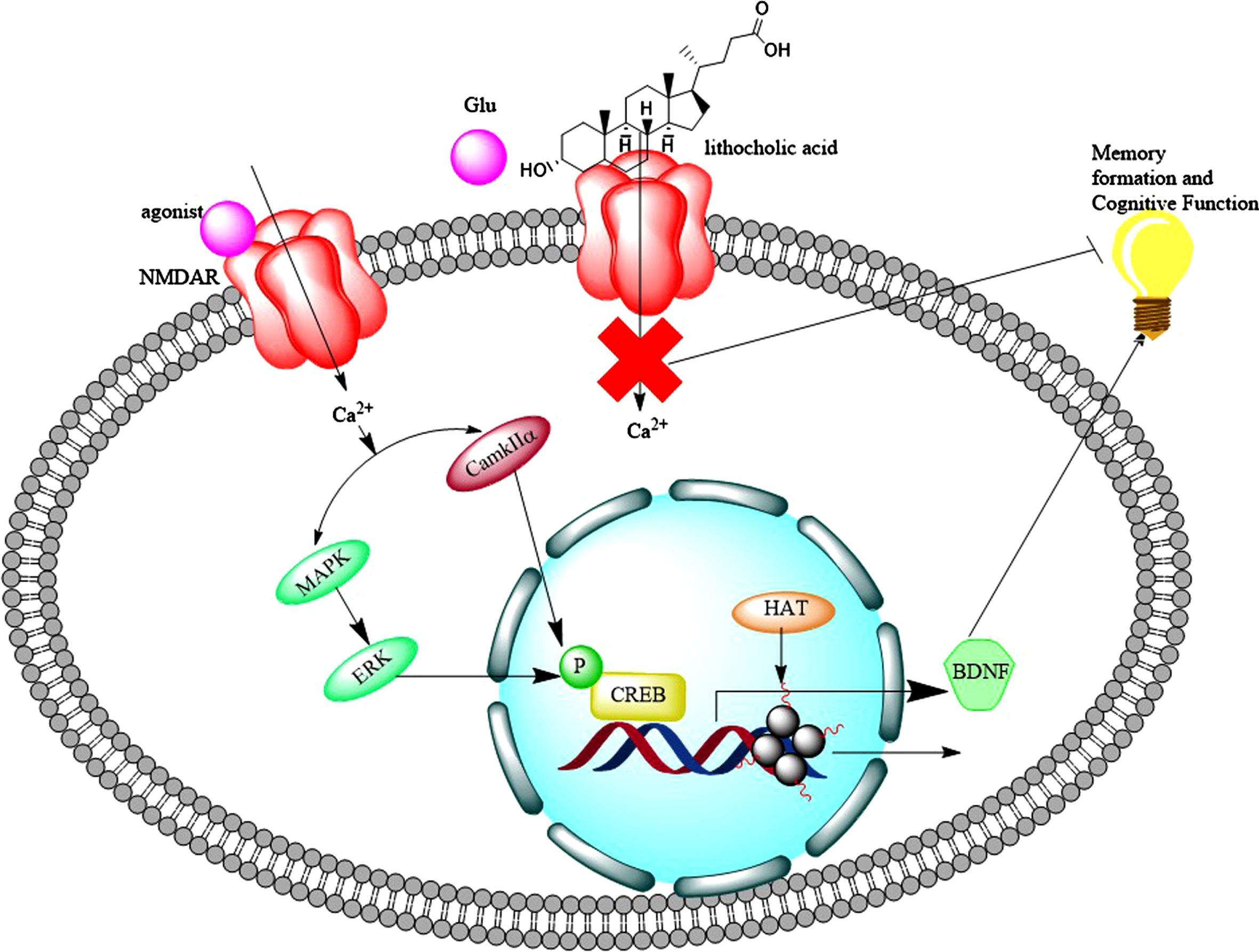 Hydrophobic bile acids such as lithocholic acid block the activation of NMDARs by agonists such as glutamate (Glu); and prevent flux of Ca2 + into neurons leading to downregulation of BDNF, which contributes to the formation of memory and cognitive function. The flux of Ca2 + activates both cAMP-responsive element binding protein mitogen-activated protein kinase/extracellular regulated kinase MAPK/ERK and calcium/calmodulin-dependent protein kinases IIα (CamkIIα) [159] which results in phosphorylation of cAMP-responsive element binding protein (CREB) as well as activation of histone acetyl transferase (HAT). These lead to upregulation of BDNF.