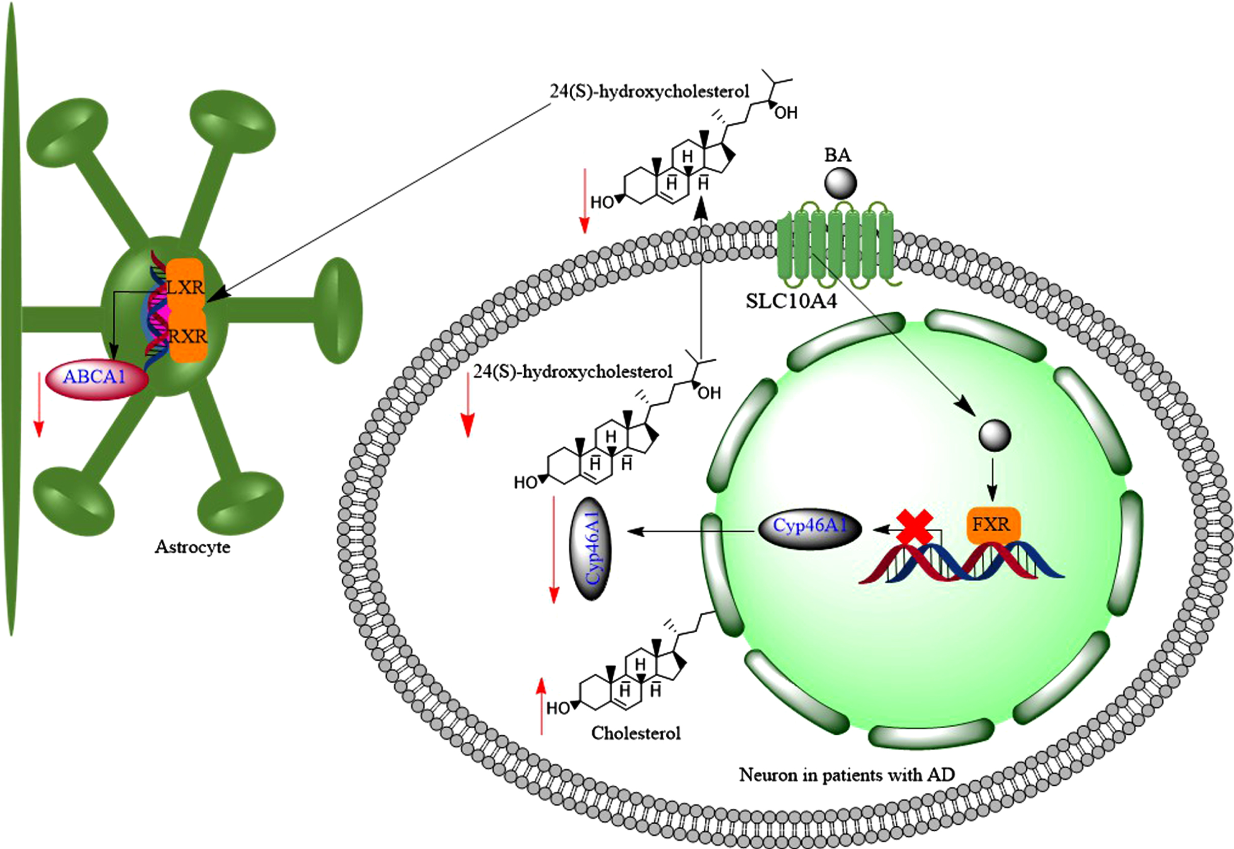 Hydrophobic bile acids (BAs) reduce brain levels of 24(S)-hydroxycholesterol, through downregulation of Cyp46A1. 24(S)-hydroxycholesterol increases the expression of ABCA1 transporter in astrocytes through activation of LXR-RXR signalling pathway, then reduction of 24(S)-hydroxycholesterol in the brain may contribute to downregulation of ABCA1 in astrocytes.