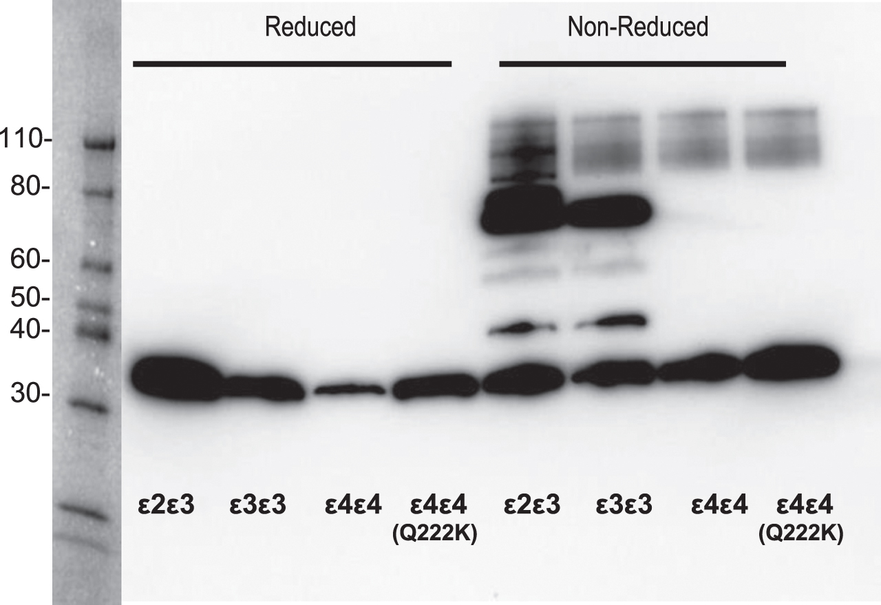 Comparison of ApoE protein complexes between the Q222K mutation and APOE ɛ2, ɛ3, and ɛ4 carriers. Western blot analysis for apoE forms on neat plasma in the presence or absence of reducing agent (10 mM Tris(2-carboxyethyl) phosphine (TCEP)). The full length apoE protein is observed at 34 kDa under both conditions. However, under non-reducing conditions the presence of apoE proteins complexes were detected, as apoE:apoAII (45 kDa, arrow), apoE dimer (75 kDa).