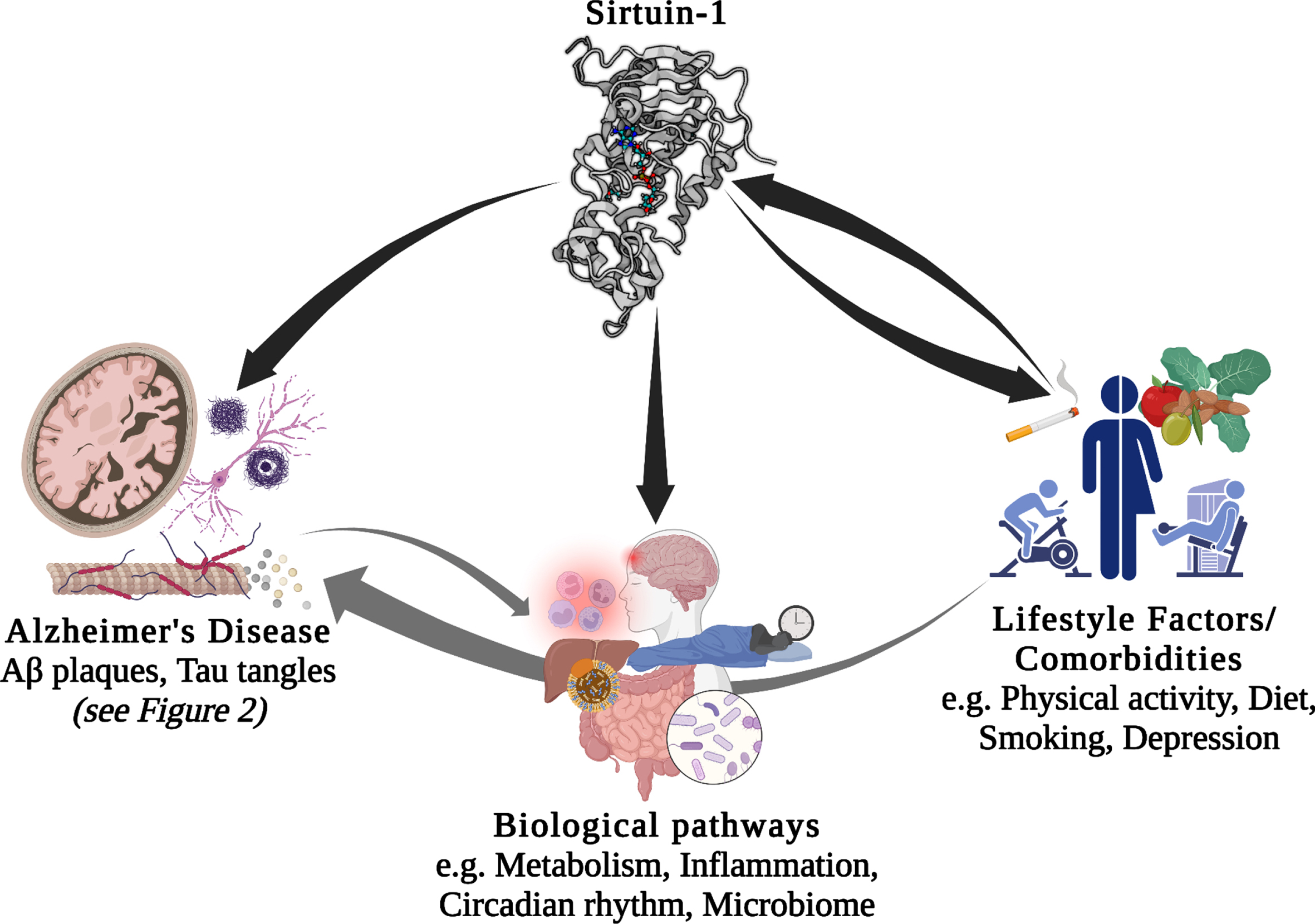 Potential interactions between Sirt1/SIRT1, lifestyle factors, comorbidities, biological pathways, and Alzheimer’s disease. Aβ, amyloid-β.