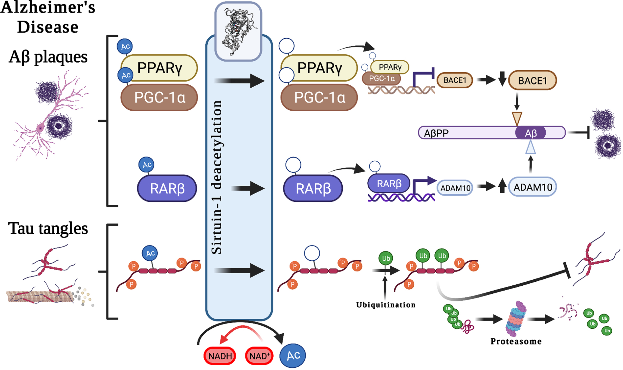 Potential associations between Sirt1 and Alzheimer’s disease hallmark pathological features. Suggested roles that Sirt1-mediated deacetylation plays in the development of the pathological hallmarks of Alzheimer’s disease, including the development of Aβ plaques and neurofibrillary tangles, through the modulation of AβPP cleavage pathways and tau degradation. Aβ, amyloid-β; AβPP, amyloid-β protein precursor; Ac, acetyl-; ADAM10, A Disintegrin and metalloproteinase domain-containing protein 10/α-secretase; BACE1, beta-secretase 1; NAD+, Nicotinamide adenine dinucleotide; NADH, reduced nicotinamide adenine dinucleotide; PPARγ, Peroxisome proliferator-activated receptor-gamma; PGC-1α, peroxisome proliferator-activated receptor-gamma coactivator 1α; p, phospho-; RARβ, Retinoic acid receptor beta; Ub, ubiquitin.