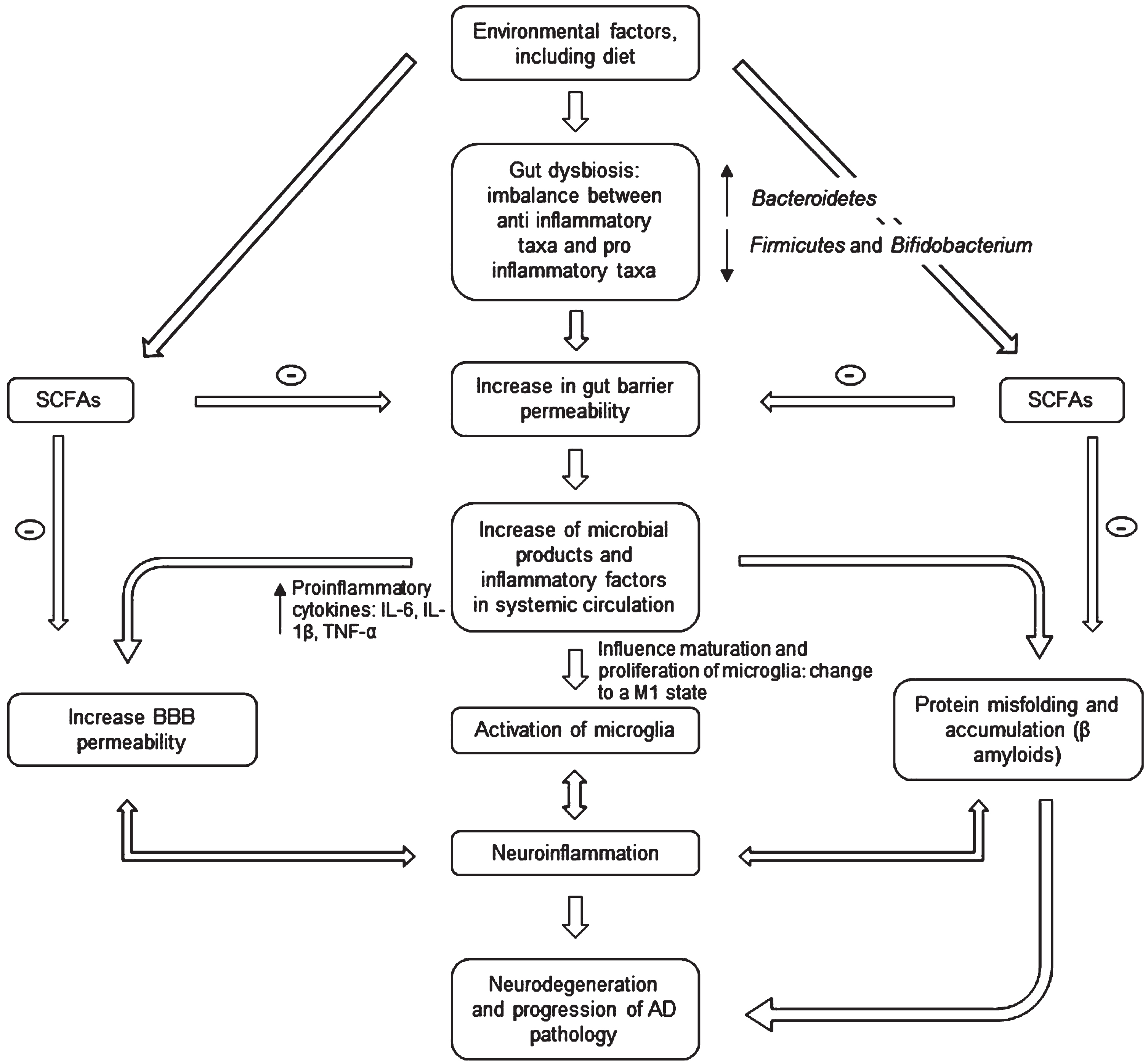 Microbiota-gut-brain axis involvement in AD pathogenesis. The gut microbiota disturbances (changes in bacteria diversity) lead to an increase in gut barrier permeability that may cause release of molecules in systemic circulation (including proinflammatory cytokines) and an increase in the BBB permeability. This may in turn activate microglia (changing their morphology) and lead to an accumulation of Aβ. The neuroinflammation and neurodegeneration that follow are characteristic of AD. SCFA, short chain fatty acids; IL, interleukin; TNF, tumor necrosis factor; BBB, blood-brain barrier.