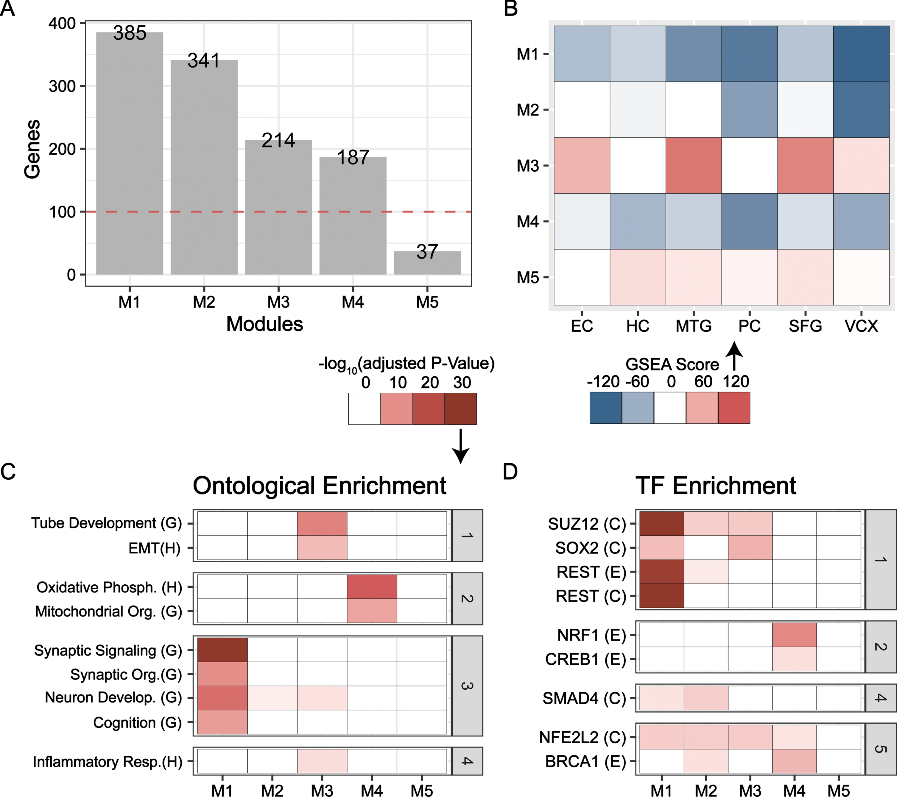 CEMiTool Co-expressed gene module identification. Categories (gray): (1) Dedifferentiation, (2) Energetics, (3) Neuron Function, (4) Inflammation, (5) Stress Response. A) Number of genes in co-expressed modules across all six brain regions. Modules with over 100 genes were selected for further functional and TF Target enrichment. B) Enrichment of each module across all brain regions using the fgsea multilevel test on limma t-value ranked gene lists. Enrichment utilized modules as the collection. C, D) The tmod hypergeometric enrichment for each module. C) Functional enrichment with Hallmark (H) or GOBP (G). D) TF-target enrichment with ENCODE (E) or ChEA (C) libraries.