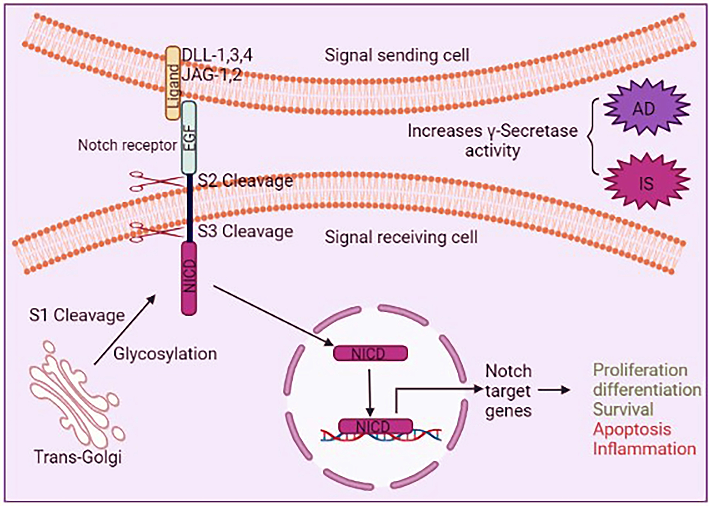 Schematic representation of the Notch signaling. Notch signaling is started by three sequential proteolytic cleavages. First, Notch is cut by Furin at the trans-Golgi and it is known as S1 cleavage. Glycosylation occurs in this step. Then the extracellular domain of Notch, EGF repeats, interacts with several ligands such as Jagged-1, -3, and -4 and Delta 1 and 2 on signal sending cells is cleaved (S2 cleavage) by metalloproteases of the ADAM family. Then Notch intercellular domain (NICD) is cut by a γ-secretase activity of presenilin (PS) (S3 cleavage). γ-secretase activity is improved in AD and ischemic stroke conditions. Activated Notch increases apoptotic and inflammation in the brain. DLL, Delta-like; JAG, jagged protein; NICD, Notch intracellular domain.