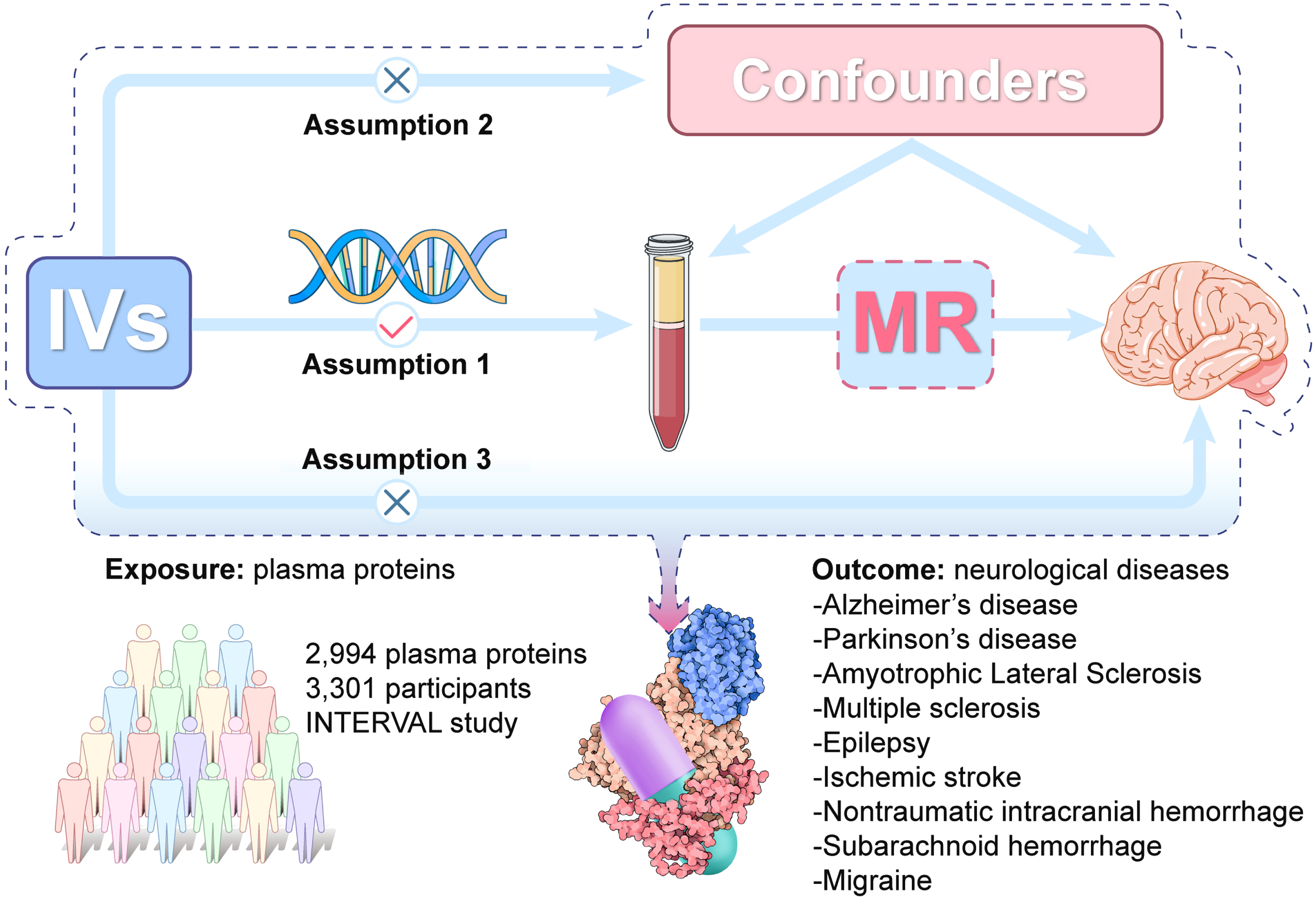 The overall design of Mendelian randomization analysis in the present study. Assumption 1, the genetic variants are supposed to be strongly associated with the risk of interest; Assumption 2, the genetic variants should not be associated with any confounding factors; and Assumption 3, the genetic variants should affect the risk of the outcome only mediated by the exposures. IVs, Instrument variants. MR, Mendelian randomization.