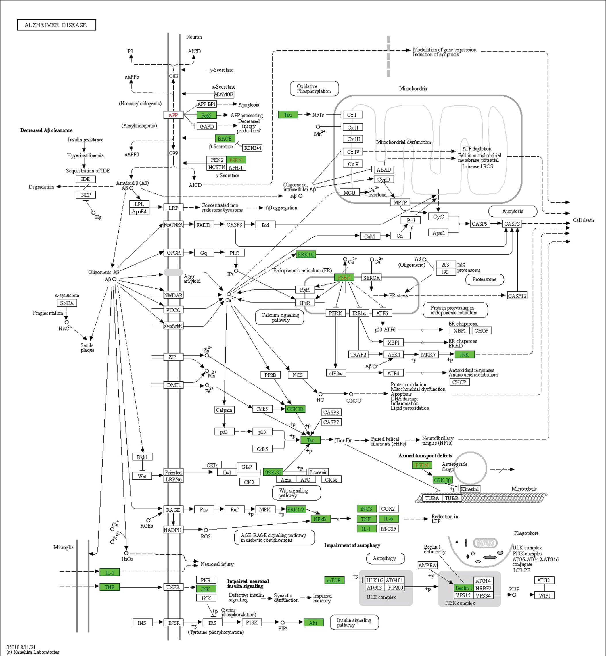 Only 15 proteins (75%) consisted of AKT (AKT1), BACE1 (BACE1), mTOR (MTOR), GSK3β (GSK3B), amyloid-β (APBB1), IL-6 (IL6) IL-1β (IL1β), tau (MAPT), iNOS (NOS2), ERK (MAPK1), JNK (MAPK8), PS1 (PSEN1), p65 (RELA), TNF-α (TNF), and beclin-1 (BECN1) were successfully mapped highlighted in green in the Kyoto Encyclopaedia of Genes and Genomes (KEGG) pathway of Alzheimer’s disease in Homo sapiens (hsa05010). *The genes of respective proteins are italicized. Published with permission from Kanehisa Laboratories.