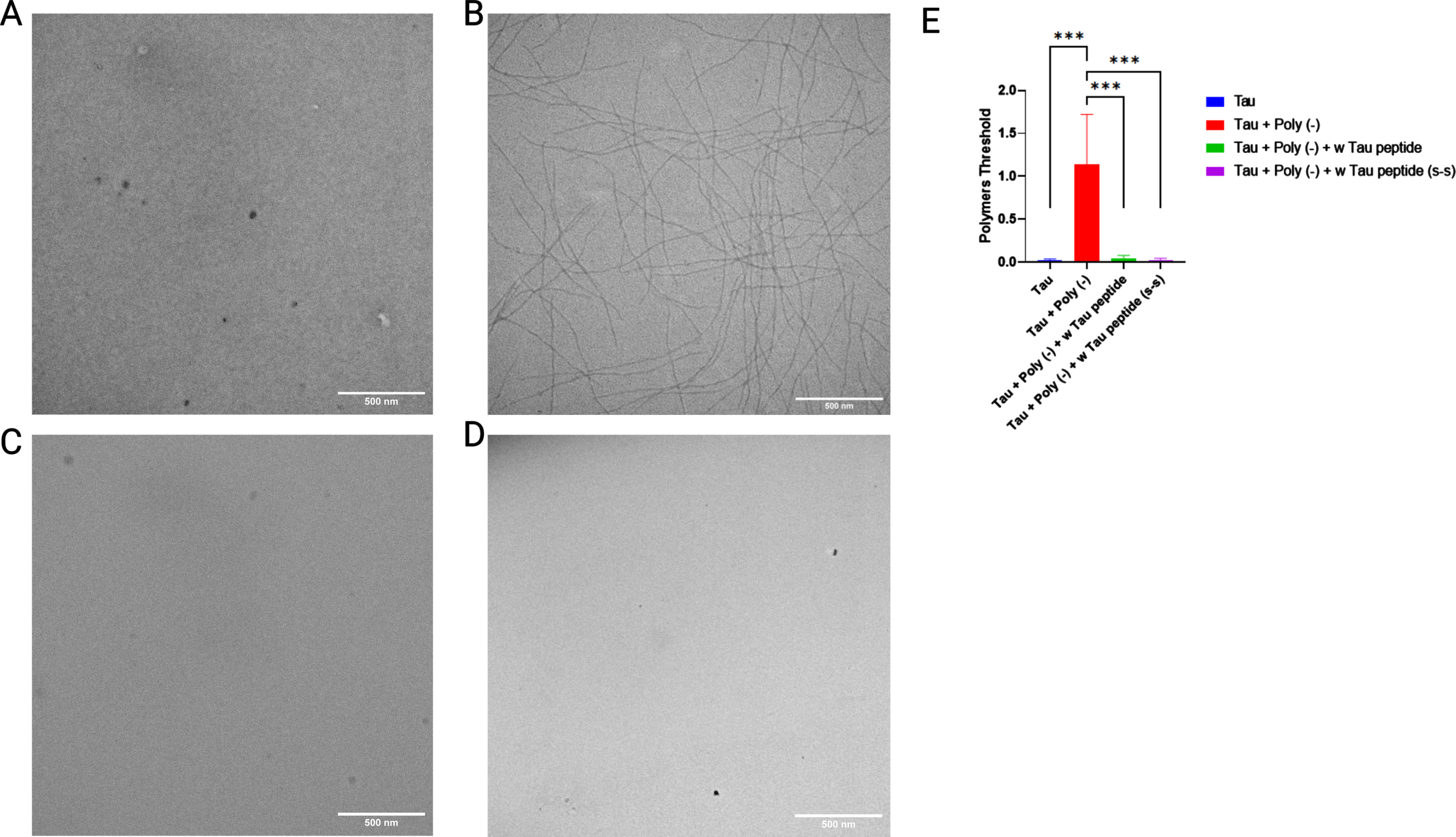 Mutated W-tau peptide inhibits polyanion-induced tau polymerization. Representative images of 1/2 R Tau polymerization in the absence (A) or presence (B) of heparin. B) Effect of increasing amounts of w-Tau peptide fragment (10aa) on 1/2 R Tau polymerization. C) Effect of W-tau peptide on 1/2 R Tau polymerization. D) Effect of mutant W-tau peptide on 1/2 R Tau polymerization. E) Image quantification of tau polymerization in (A-D). N = 10 per group; ***p < 0.001 by One-way ANOVA test. Data represent mean±SEM.