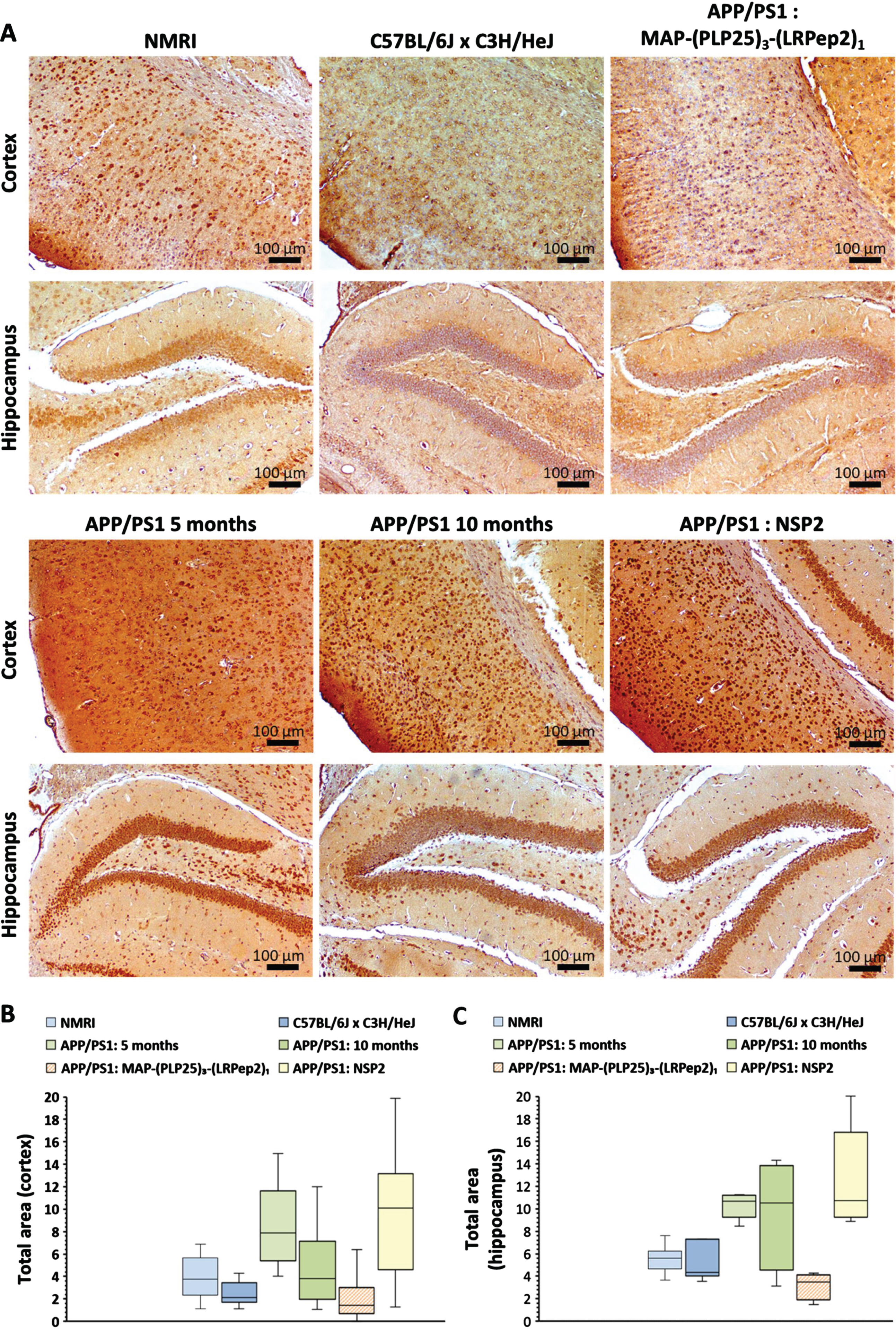 A) cPLA2-IVA detected by IHC on healthy NMRI and C57BL/6J x C3H/HeJ as well as APP/PS1 brain slices, treated with MAP-(PLP25)3-(LRPep2)1 or NSP2, or non-treated (APP/PS1 5 and 10 months). cPLA2-IVA is highlighted by the DAB and appears in brown. B, C) Total area labeled by the cPLA2-IVA in the cell bodies in the cortex (B) and the hippocampus (C). Statistics are regrouped in the Supplementary Tables 5 and 6.