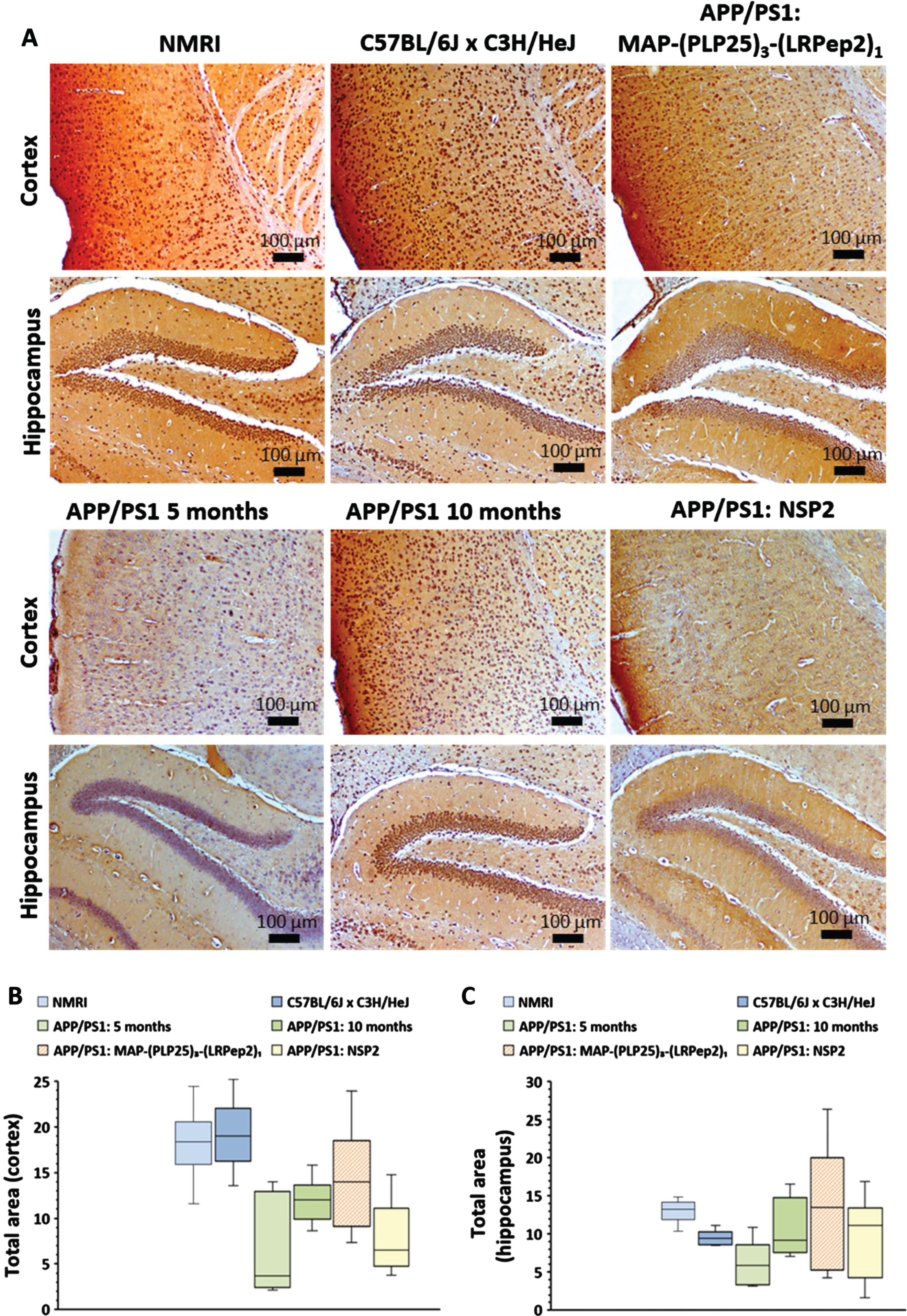 A) NMDAR detected by IHC on healthy NMRI and C57BL/6J x C3H/HeJ as well as APP/PS1 brain slices, treated with MAP-(PLP25)3-(LRPep2)1 or NSP2, or non-treated (APP/PS1 5 and 10 months). NMDAR is highlighted by the DAB and appears in brown. B, C) Total area labeled by the NMDAR in the cell bodies in the cortex (B) and the hippocampus (C). Statistics are regrouped in the Supplementary Tables 7 and 8.