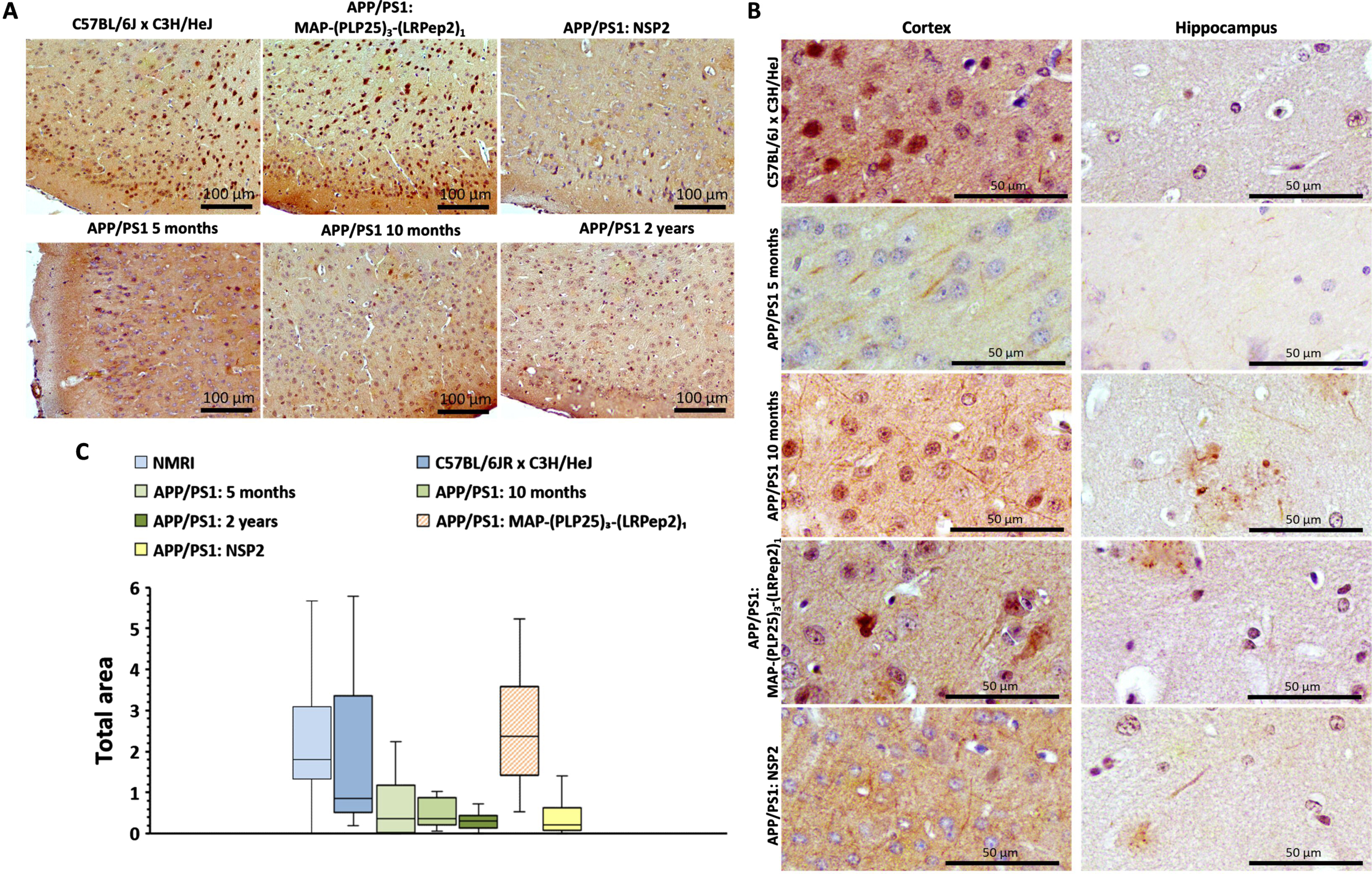 A) P-Tau (Ser199) detected by IHC in the cortex of healthy C57BL/6J x C3H/HeJ and APP/PS1 brain slices, treated with MAP-(PLP25)3-(LRPep2)1 or NSP2, or non-treated (APP/PS1 5 months, 10 months and 2 years). B) P-Tau (Ser199) in the cell processes on healthy C57BL/6J x C3H/HeJ and APP/PS1 brain slices, treated with MAP-(PLP25)3-(LRPep2)1 or NSP2, or non-treated (APP/PS1 5 and 10 months). P-Tau is highlighted by the DAB and appears in brown. C) Total area labeled by the P-Tau in the cell bodies in the cortex. Statistics are regrouped in the Supplementary Table 9.