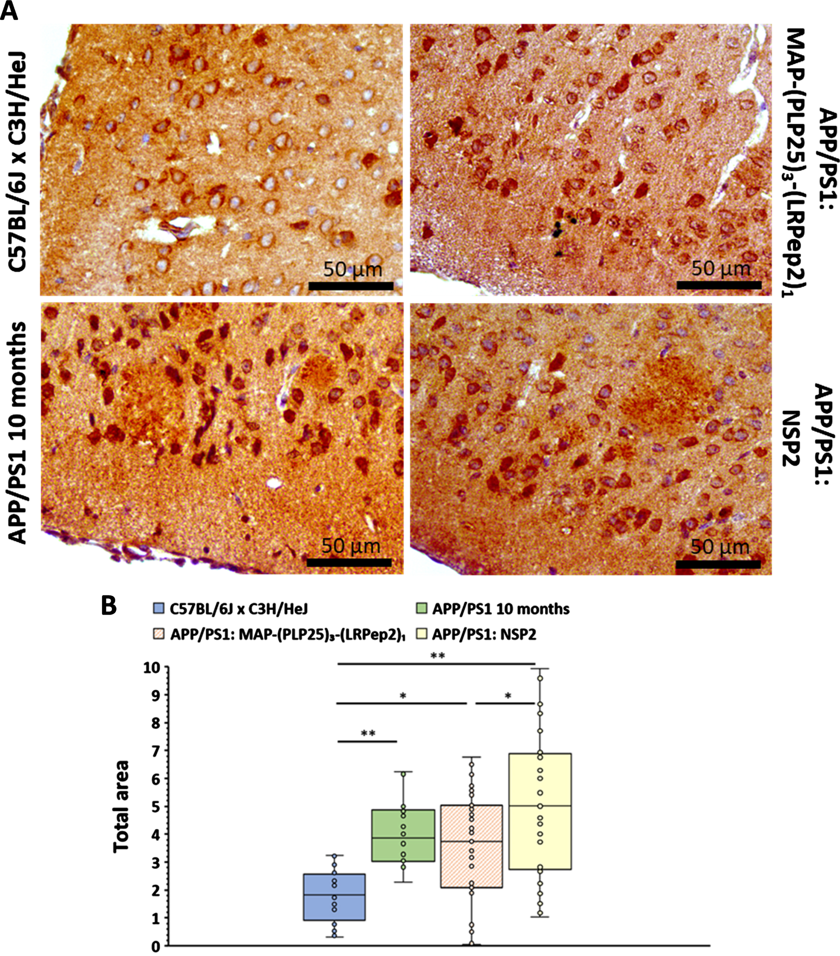 A) AβPP detected by IHC in the cortex of healthy C57BL/6J x C3H/HeJ and APP/PS1 brain slices, treated with MAP-(PLP25)3-(LRPep2)1 or NSP2, or non-treated (APP/PS1 10 months). AβPP is highlighted by the DAB and appears in brown. B) Total area labeled by the AβPP in the cell bodies in the cortex. * p < 0.05, ** p < 0.001 (Mann-Whitney).