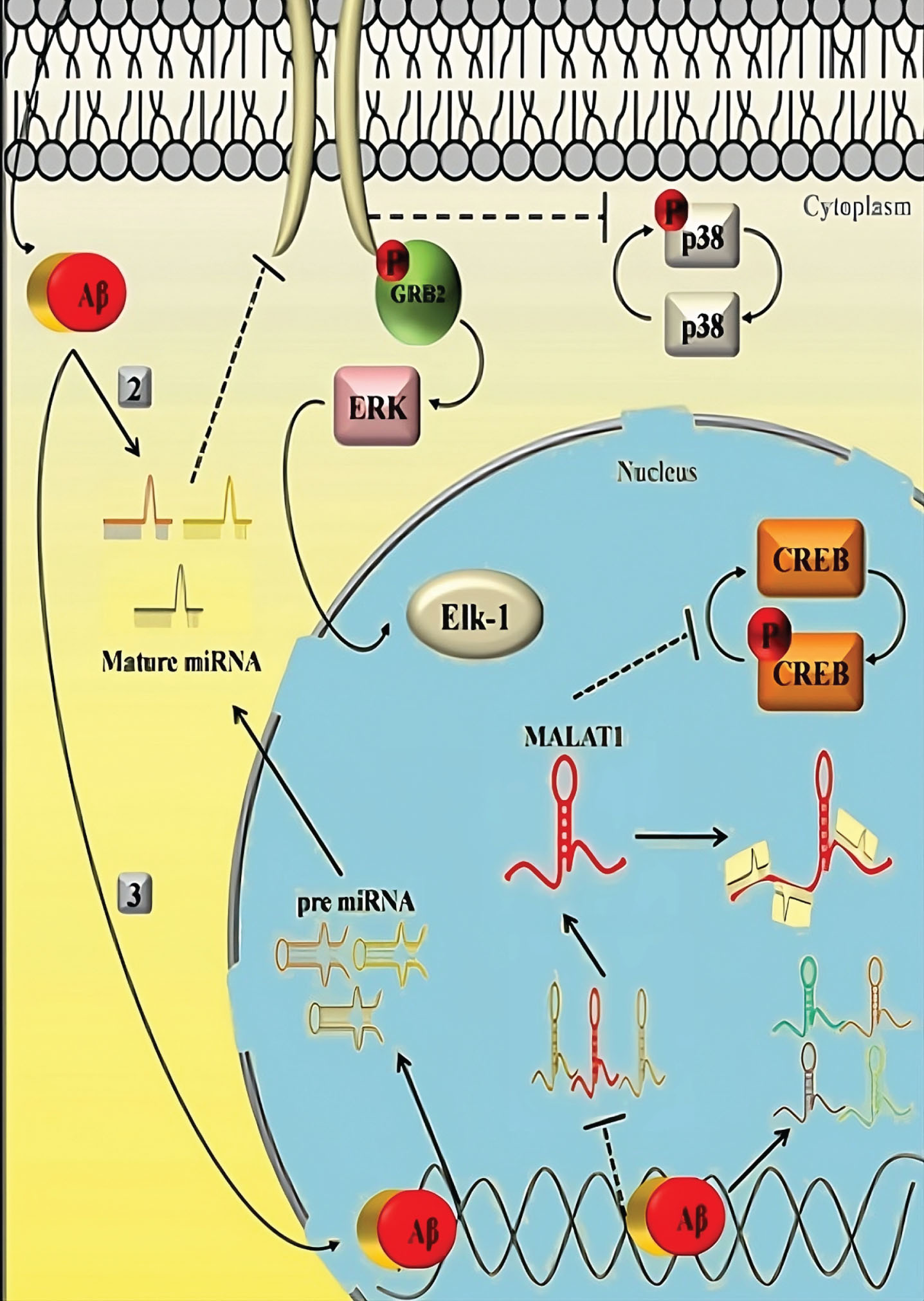 Gene variants.