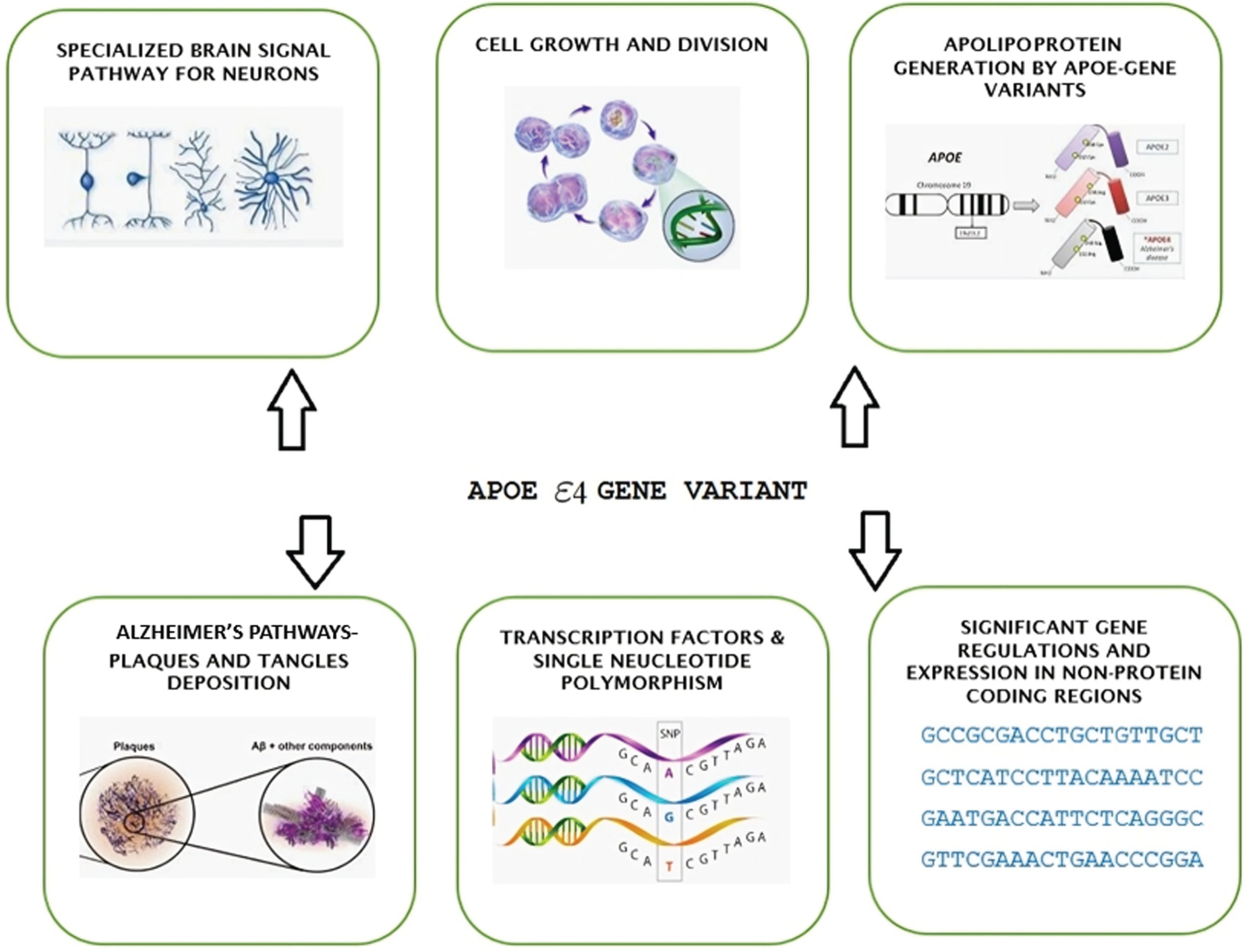 Aβ-independent AD pathways.