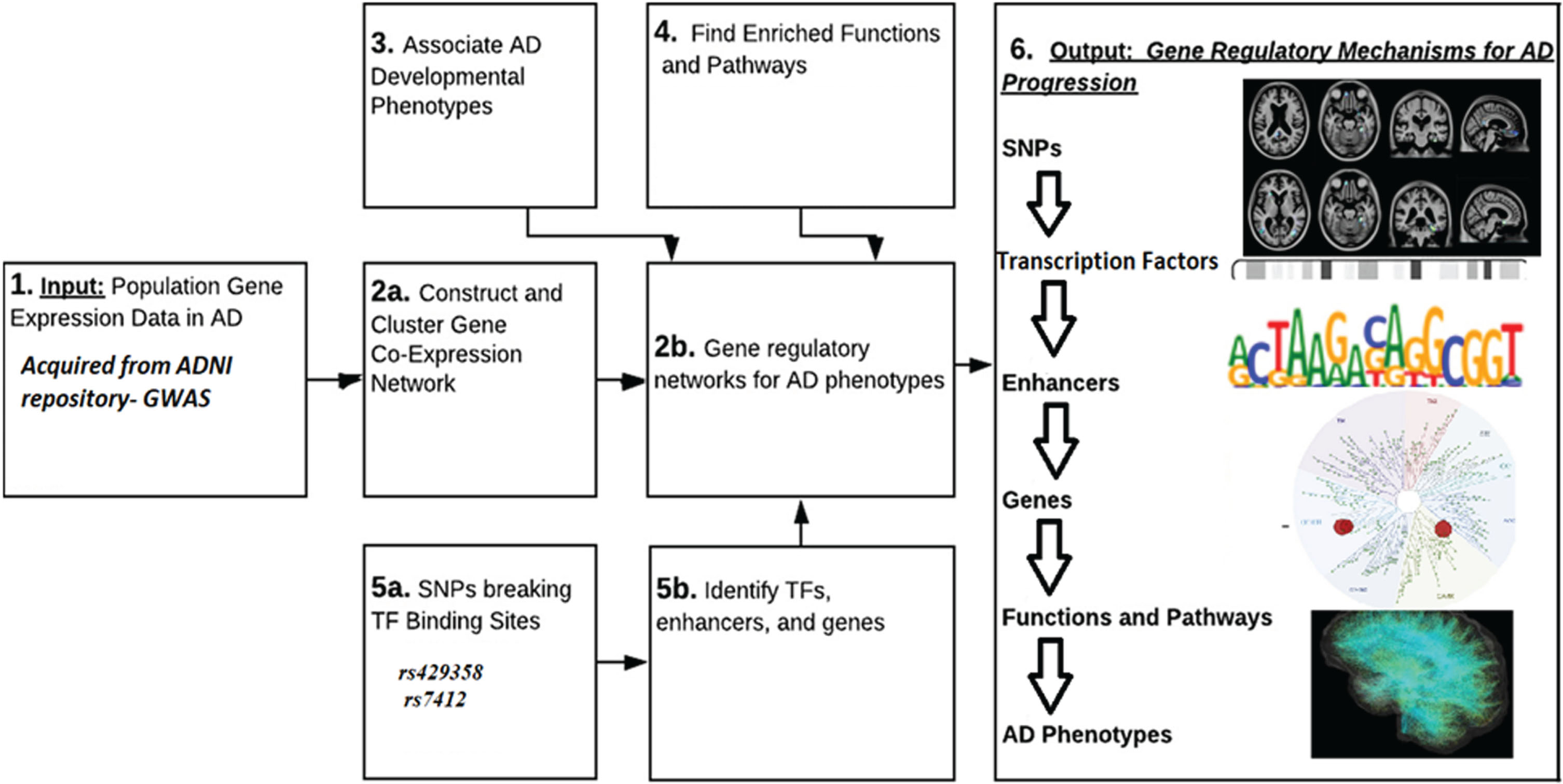 Gene regulatory mechanism.