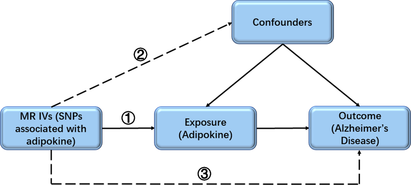 The key assumptions of the MR study. First, the selected SNPs (IVs) should be significantly associated with the exposure (adipokine); second, the included SNPs for the exposure (adipokine) were not associated with any confounder; third, the selected SNPs should only affect the outcome (risk of AD) though the exposure (adipokine). AD, Alzheimer’s disease; IV, instrumental variable; MR, Mendelian randomization; SNP, single-nucleotide polymorphism.