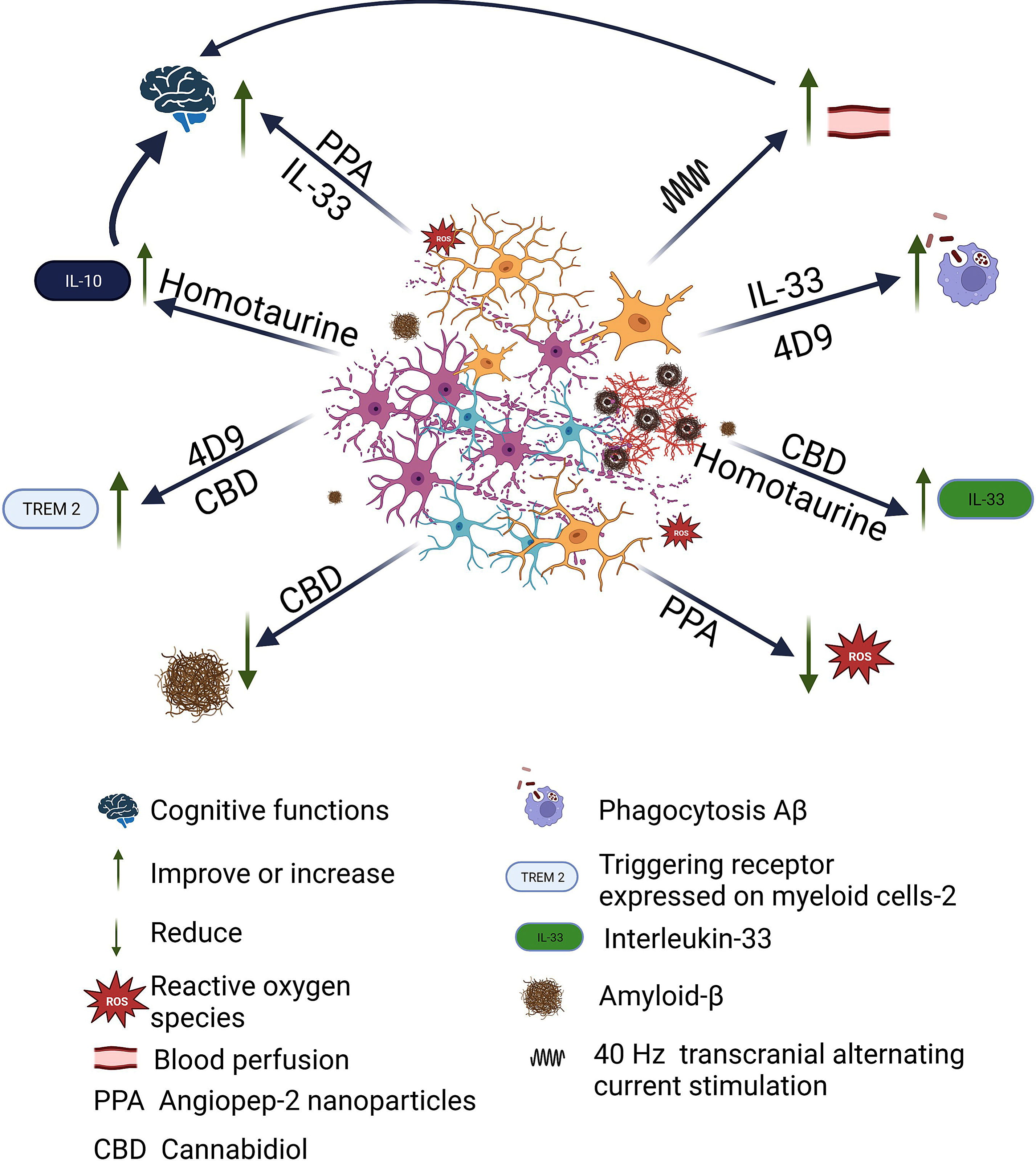 Beneficial effects of therapeutic strategies developed against AD related to microglia. Once Aβ plaque begins to proliferate, the microglia rapidly become activated, change shape, and begin to phagocytose harmful substances, but also begin to phagocytose neurons. There is loss of neurons and synapses, accumulation of Aβ, neurofibrillary tangles, and ROS. Different strategies targeting microglia have been tested, which have shown different beneficial effects. Angiopep-2 nanoparticles exerting synergistic effects of eliminating ROS and rescuing the cognitive functions. 4D9, a monoclonal antibody, enhanced TREM2 function resulting in increased phagocytosis of Aβ and myelin in vitro. Cannabidiol elevated IL-33 and TREM2 expression in glial cells while suppressing proinflammatory IL-6 expression in peripheral blood leukocytes in proportion to cognitive improvement and amyloid reduction was observed. With the administration of IL-33 treatment was observed that microglial phagocytosis and Aβ degradation are enhanced. Repetitive sessions of gamma tACS lead to a significant increase in cerebral blood flow in the temporal lobes, which contributes to global network dysfunction and by activating microglial waste removal and/or restoring perfusion in cortical areas deteriorated to ensure an adequate amount of nutrients and clearance of toxic products. Finally, Homotaurine shows increased serum levels of the anti-inflammatory cytokines IL-33 and IL-10 in the patients, which in turn appears related to improved episodic memory performances. Created with BioRender.com.