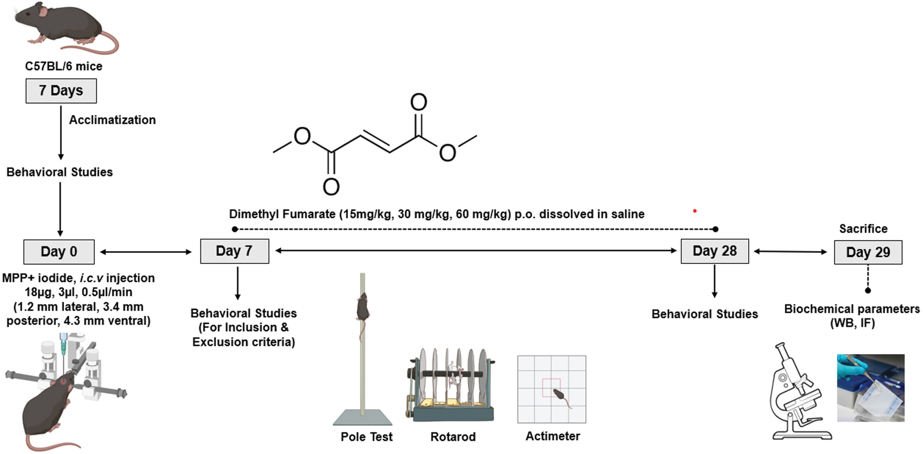 Study timeline.