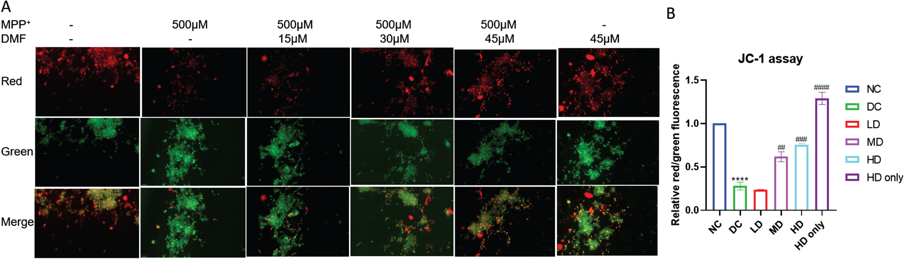 Mitochondrial membrane potential (JC-1) assay. A) Representative image of red and green fluorescence intensities in various groups. B) Relative red/green fluorescence intensity in various groups (DF = 6). n = 2; Data represent mean±SEM. The p-values were calculated using a one-way analysis of variance using Bonferroni method (ANOVA). ***p < 0.001 versus NC; # p < 0.05, # # p < 0.01, # # # p < 0.001 versus DC.