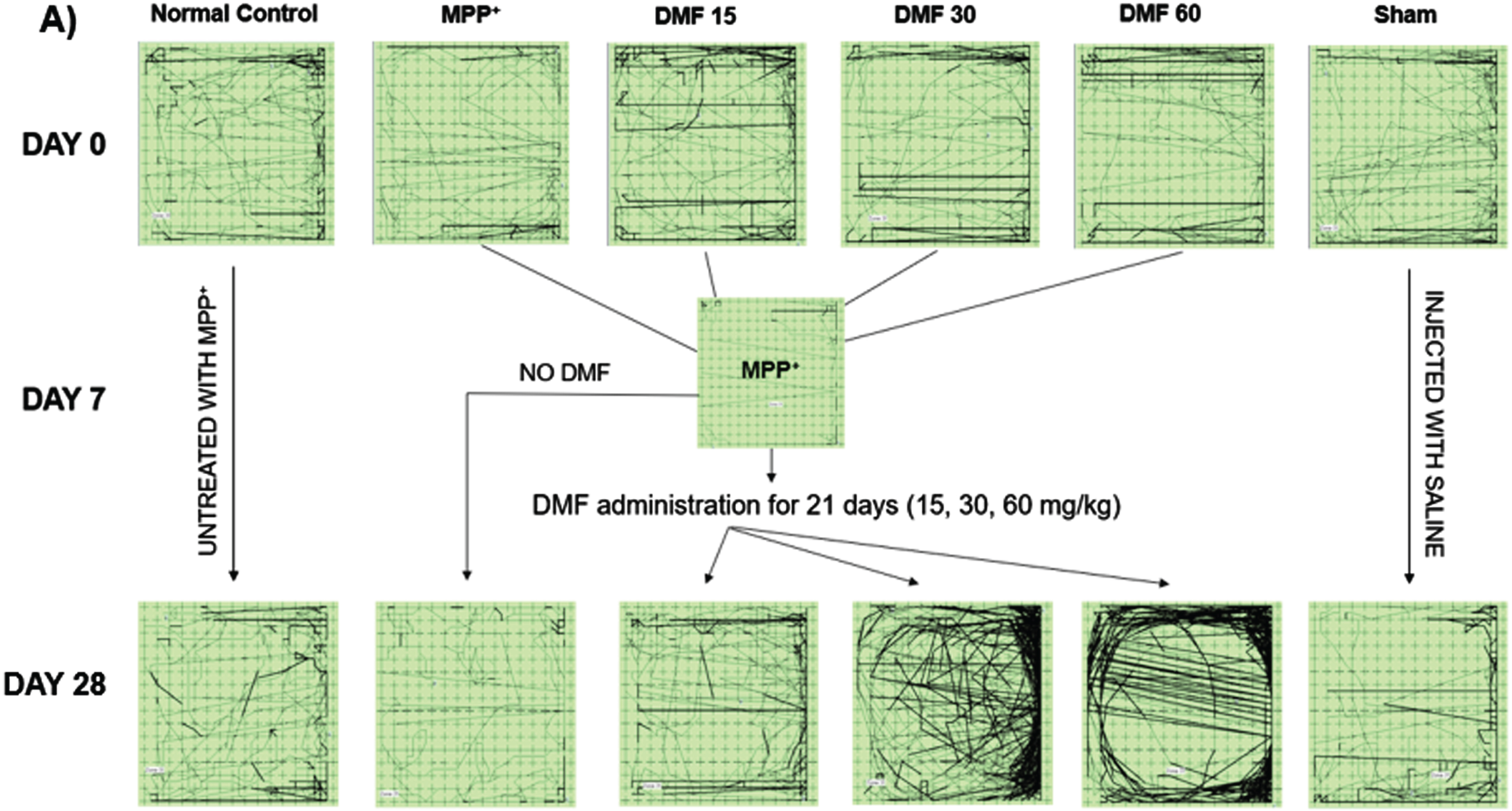 Representative track plots of study animals of various groups on Actophotometer.