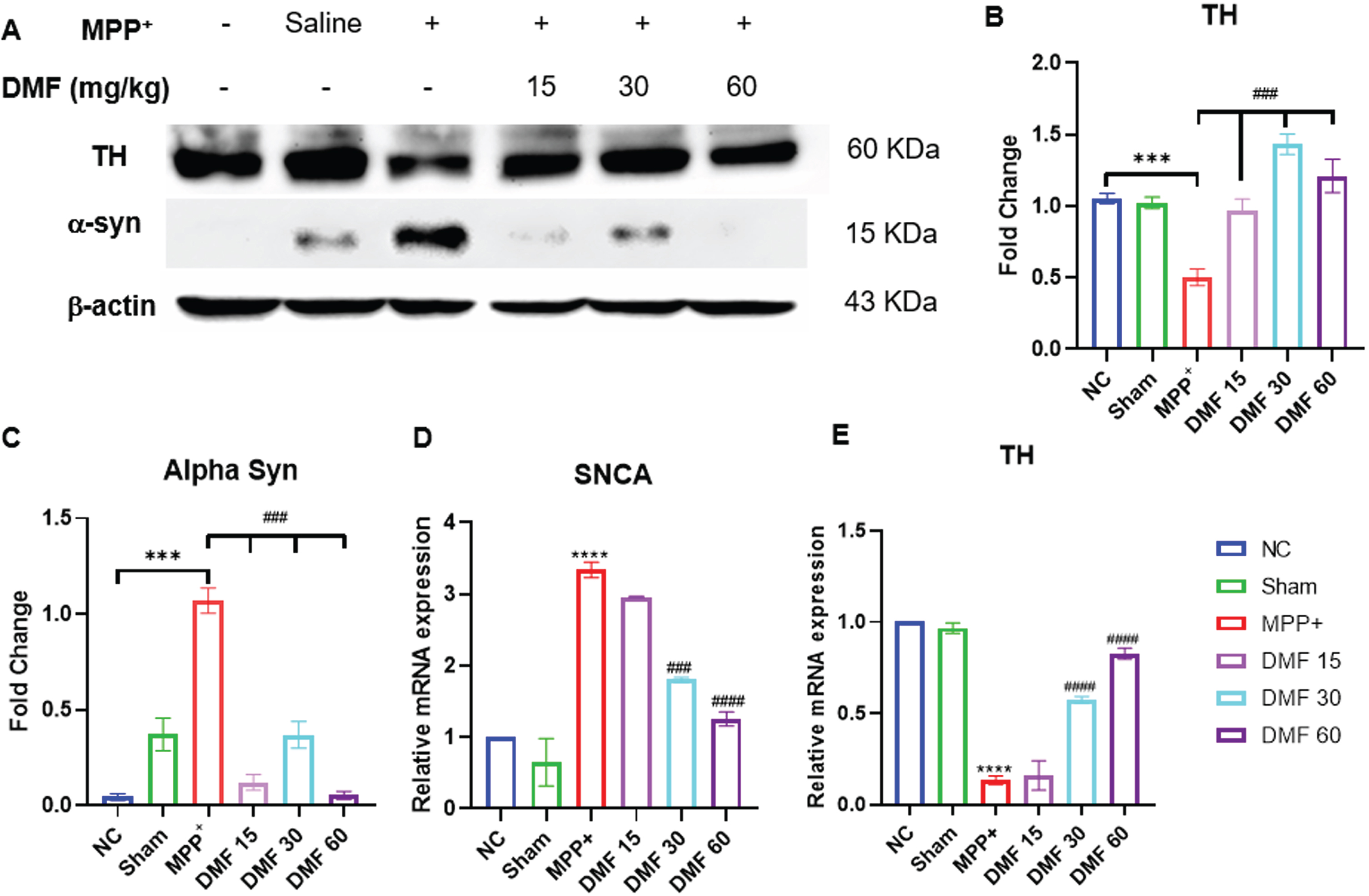 A) Representative western blot image of parkinsonian markers, TH and α-syn, B) Quantitative analysis of TH (DF = 12), C) Quantitative analysis of α-syn (DF = 12), D, E) Relative mRNA expression of SNCA and TH respectively (DF = 12); n = 3. Data represent mean±SEM. The p-values were calculated using a one- way analysis of variance using Bonferroni method (ANOVA). ***p < 0.001 versus NC; # p < 0.05, # # p < 0.01, # # # p < 0.001 versus DC.