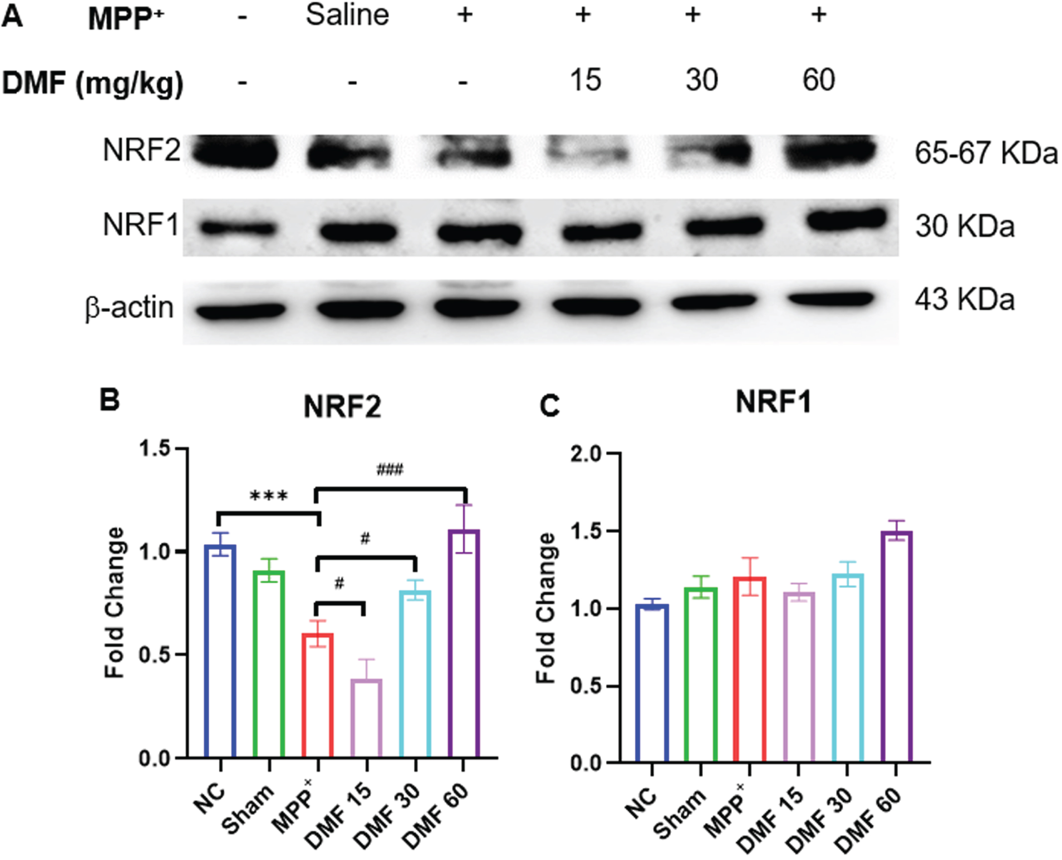 A) Image of western blots of NRF2 and NRF1 B) Quantitative analysis of NRF2 (DF = 12), C) Quantitative analysis of NRF1(DF = 12); n = 3. Data represents mean±SEM. The p-values were calculated using a one-way analysis of variance using Bonferroni method (ANOVA). ***p < 0.001 versus NC; # p < 0.05, # # p < 0.01, # # # p < 0.001 versus DC.