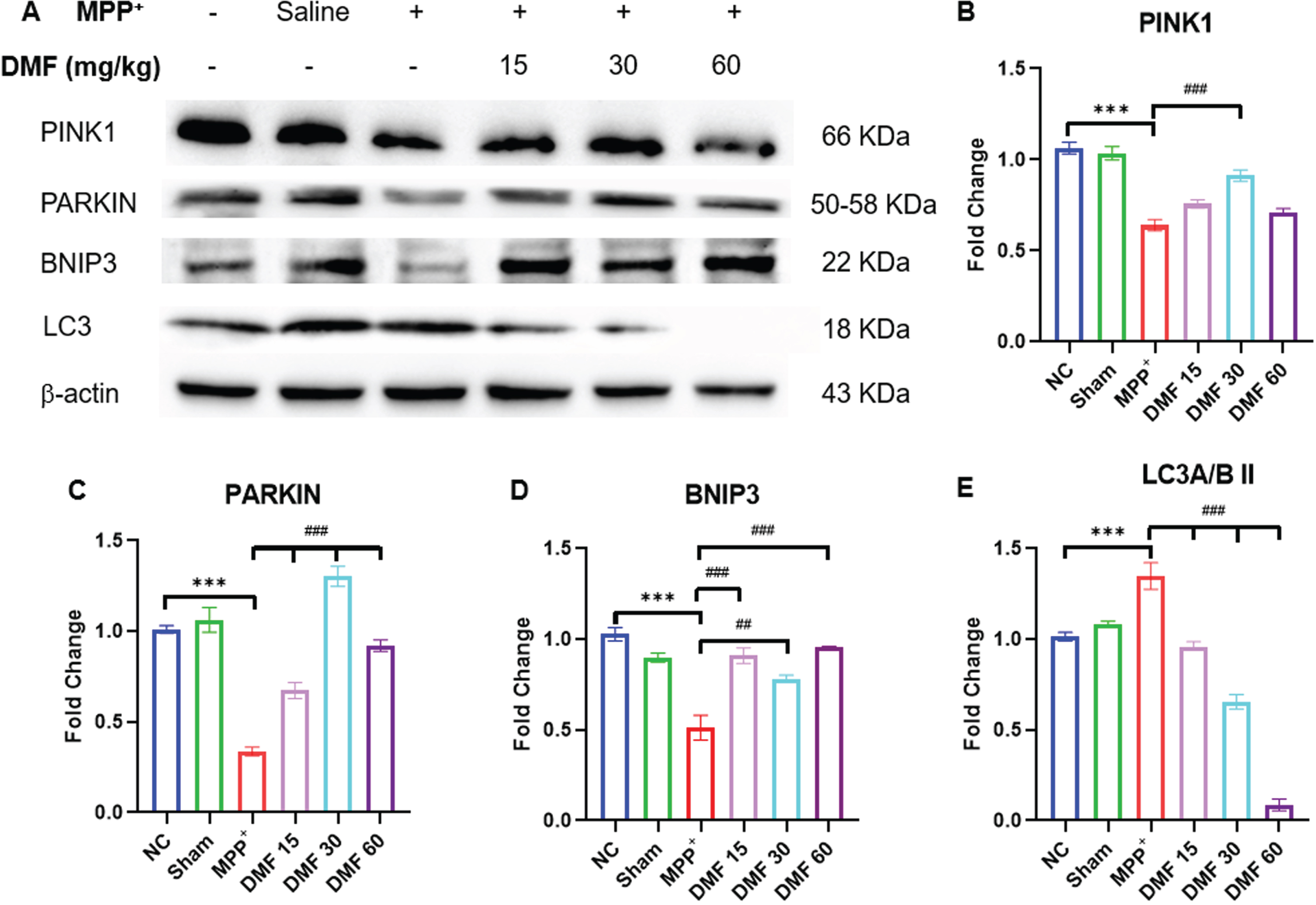 A) Image of western blots of proteins involved in mitophagy; PINK1, PARKIN, BNIP3, LC3, B) Quantitative analysis of PINK1 (DF = 12), C) Quantitative analysis of PARKIN (DF = 12), D) Quantitative analysis of BNIP3(DF = 12), E) Quantitative analysis of LC3A/BII (DF = 12); n = 3; Data represents mean±SEM. The p-values were calculated using a one-way analysis of variance using Bonferroni method (ANOVA). ***p < 0.001 versus NC; # p < 0.05, # # p < 0.01, # # # p < 0.001 versus DC.