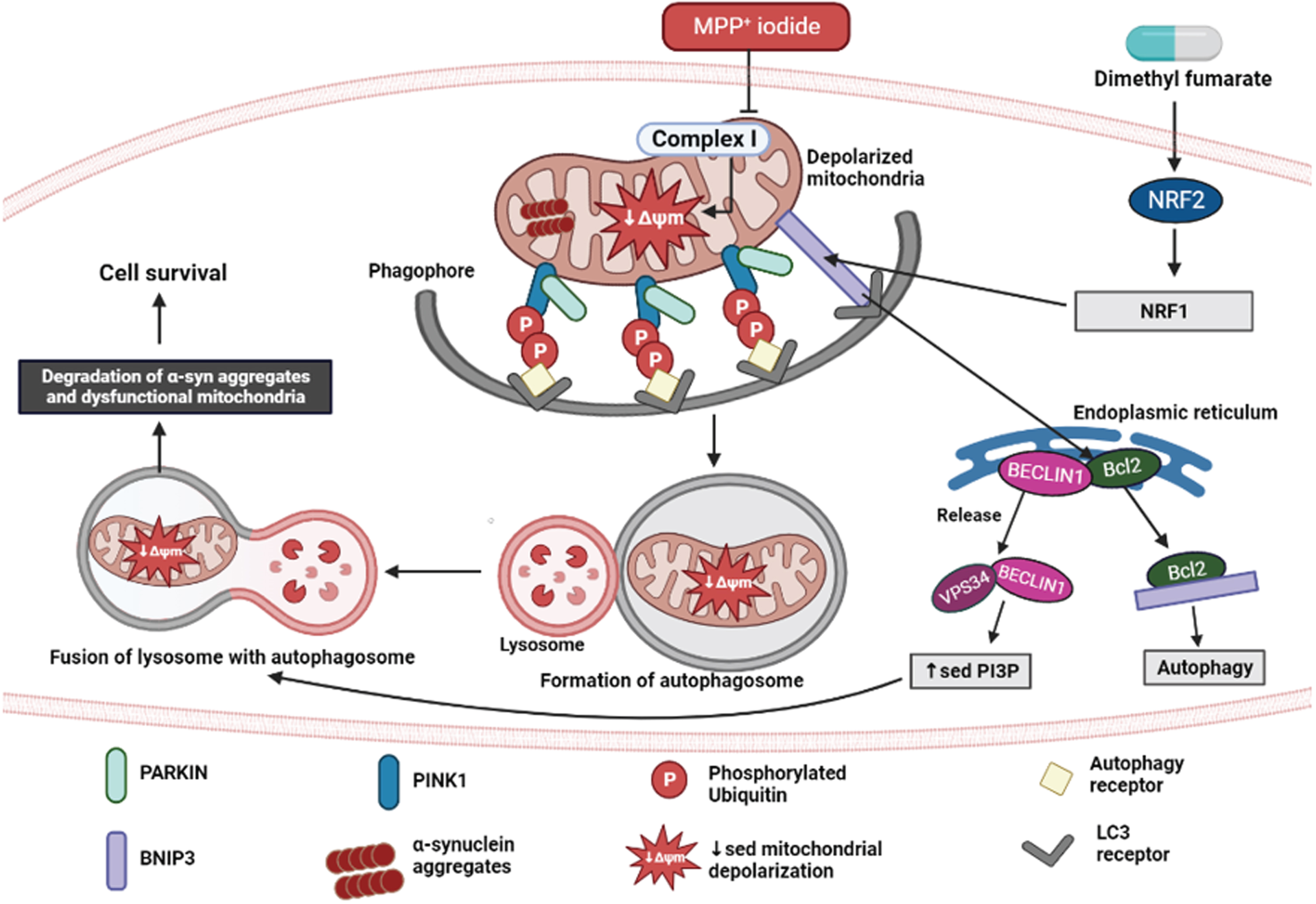 Neuroprotective effect of DMF in MPP+ iodide-induced PD model. Created in Biorender.com.