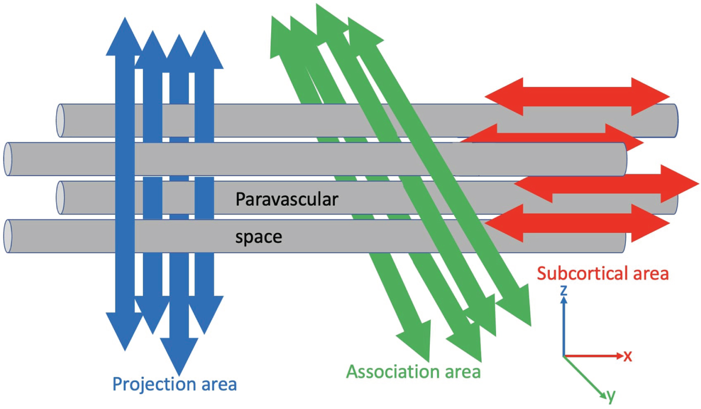 A simplified drawing of DTI-ALPS. Projection fibers (blue), association fibers (green), and subcortical fibers (red) are presented along z-, y-, and x-axis, respectively. PVS is orthogonal to both projection and association fibers. (Adapted from [6]).