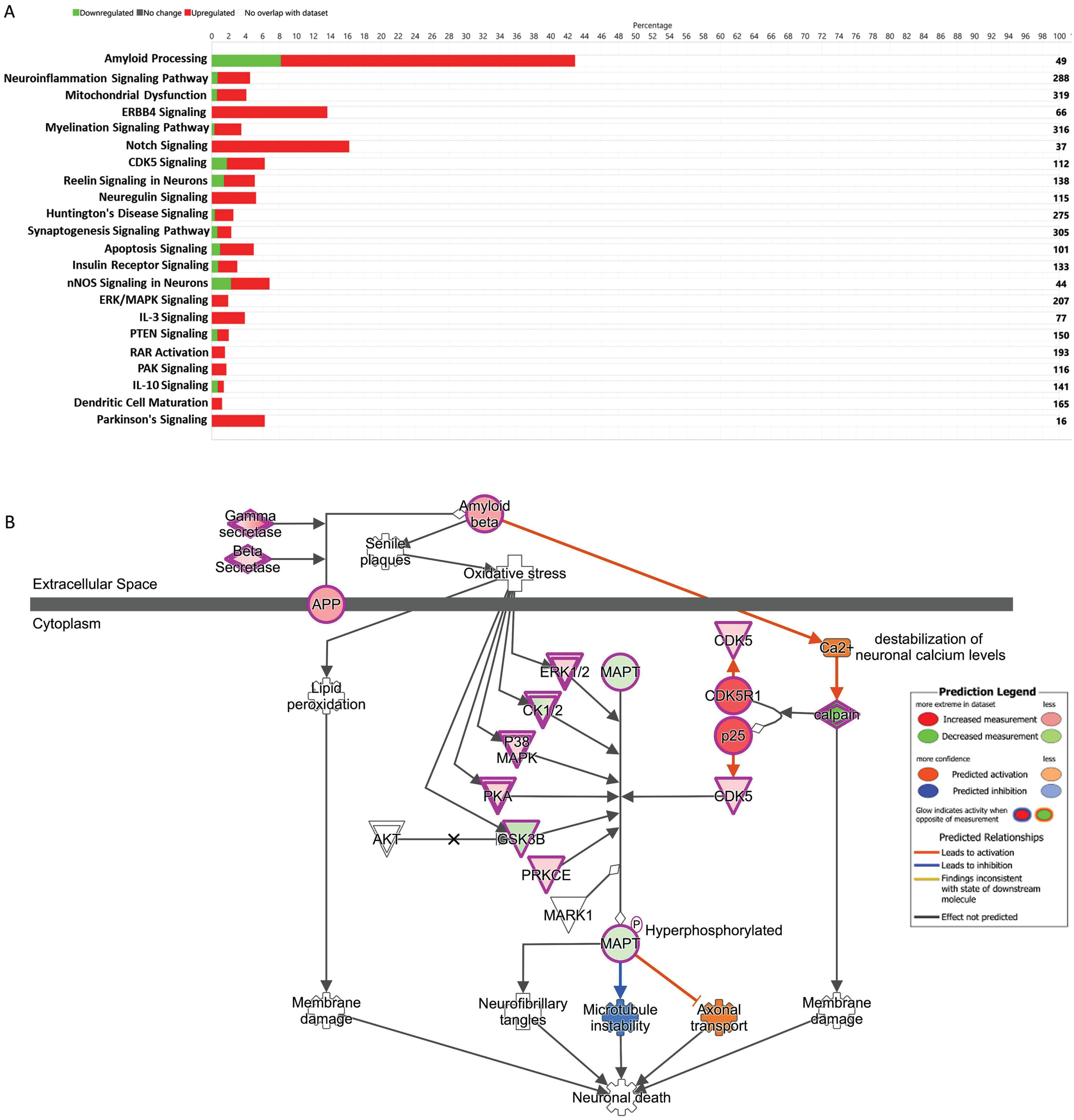 A) The stacked bar chart represents a summary of total upregulated (red) and downregulated (green) genes representing 22 important signaling and disease pathways in AD subjects compared to controls. The output core analysis, reflecting the differential gene expressions obtained from the microarrays (gene sets with≥2-fold change, t-test, p < 0.05). B) Ingenuity Pathway Analysis (IPA)-derived Amyloid Processing network of differentially expressed genes derived from microarray analysis. IPA analysis identified a group of genes expression status and their potential interactive links in the context of Amyloid Processing, Neuronal Death. We noted activation of Gamma Secretase, Beta Secretase, upregulation of ERK1/2 CK1/2 P38MAPK, PKA, PRKCE, CDK5, and CDK5R1 and downregulation of MAPT, and GSK3B.